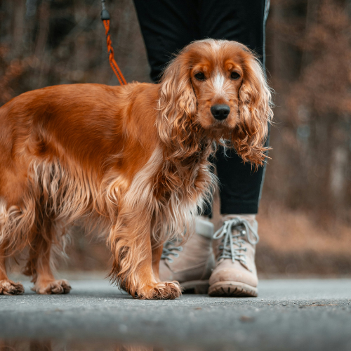 Back to Routine, But Not Back to Normal: Navigating Pet Loss in Seasonal Transitions