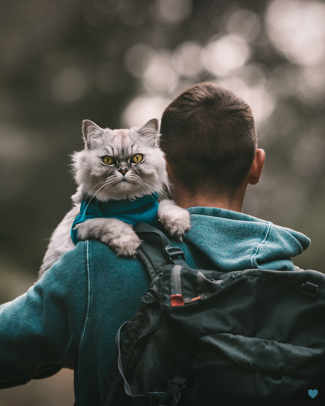 Self-Advocacy During Pet Illness and Loss: Supporting Your Intuition and Emotional Journey