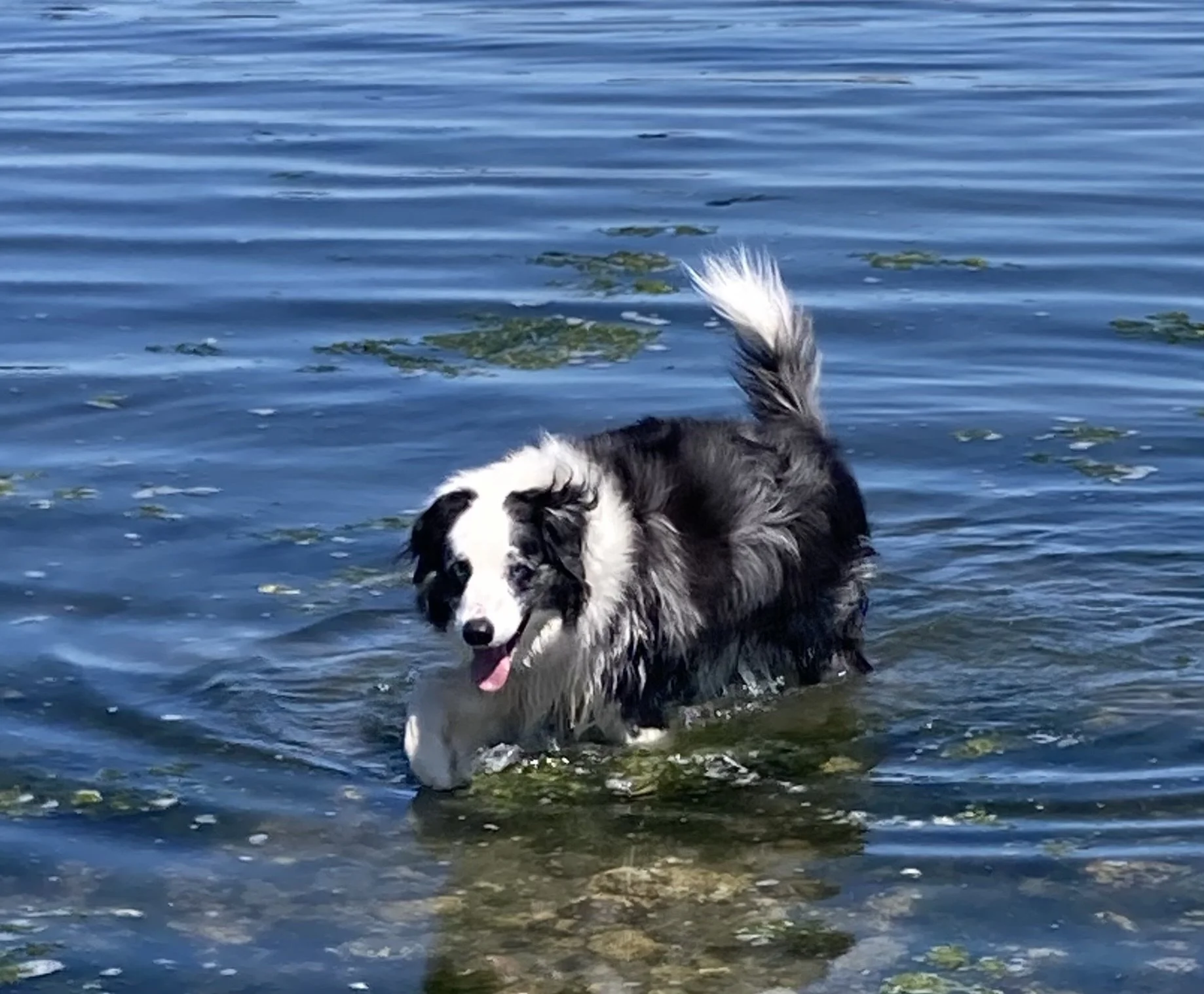 Your Brain Still Expects Them to Be There: What to Do in the Hardest Moments of Pet Loss