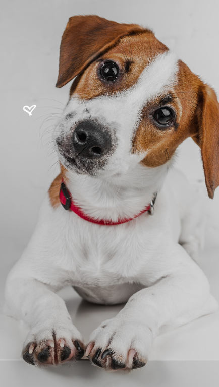 Your Pet Was Family. Your Grief Deserves to Be Honored
