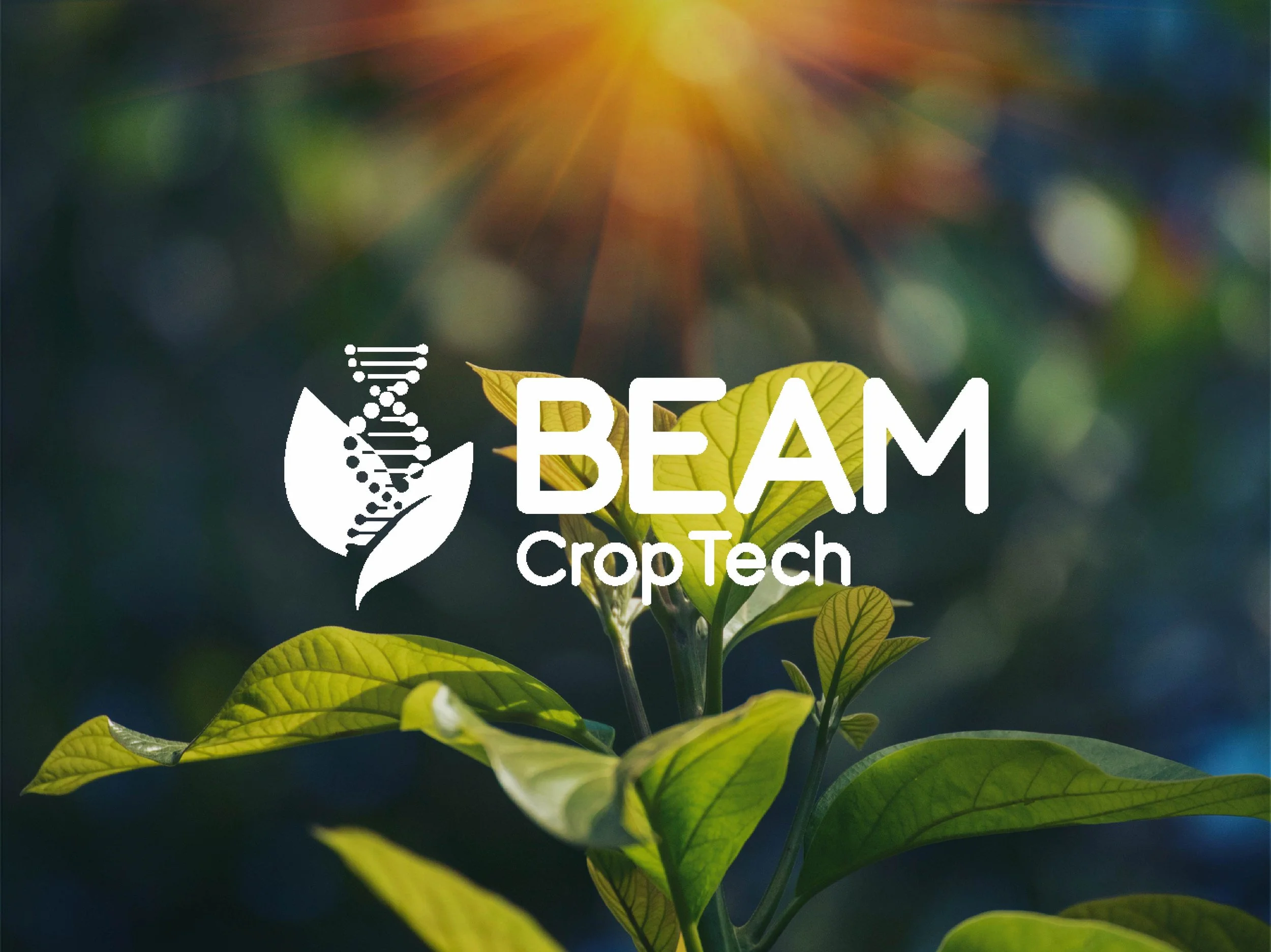BEAM's cover image
