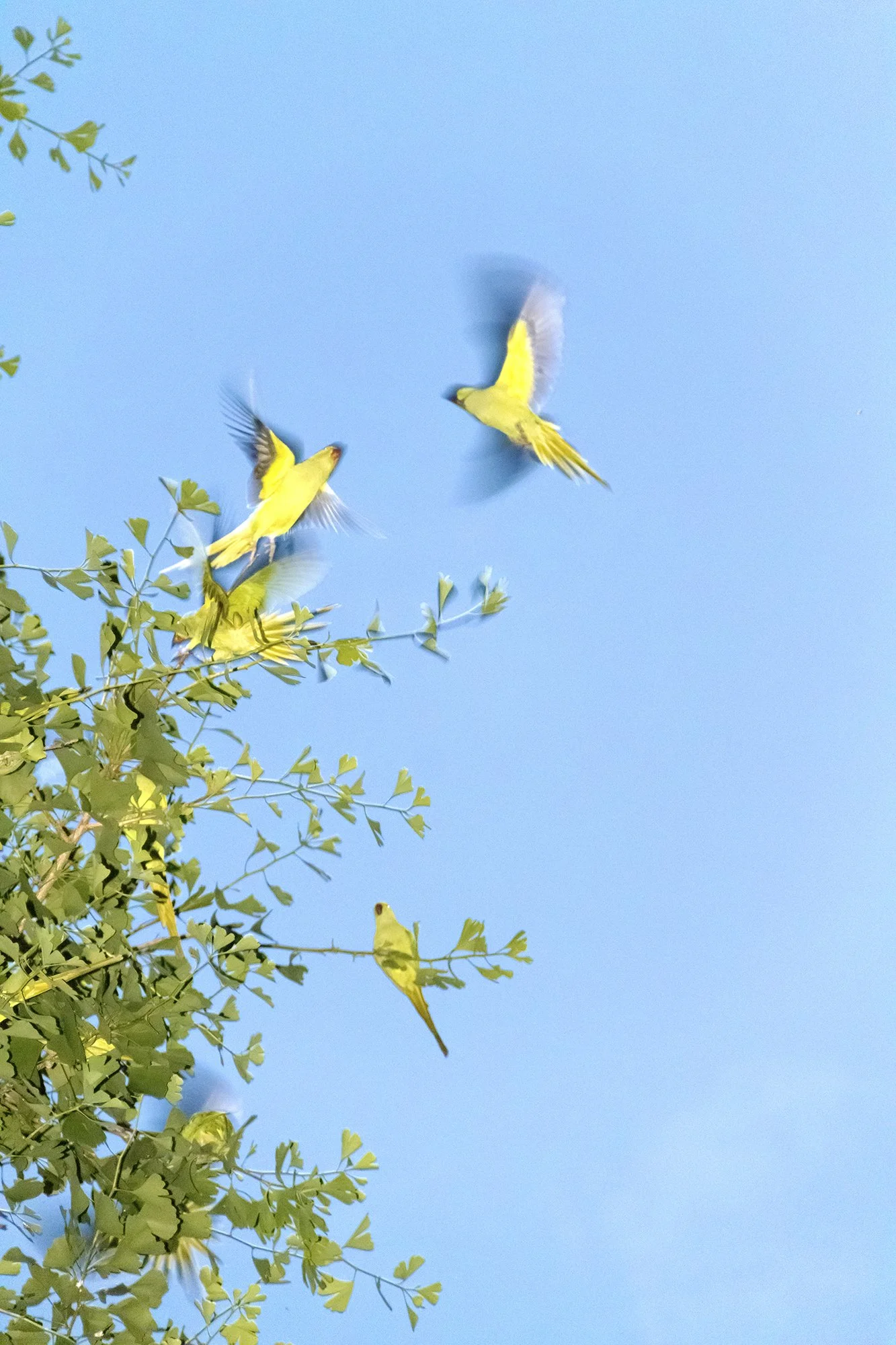 © Yoshinori Mizutani. Tokyo parrots 009, 2013, Tokyo