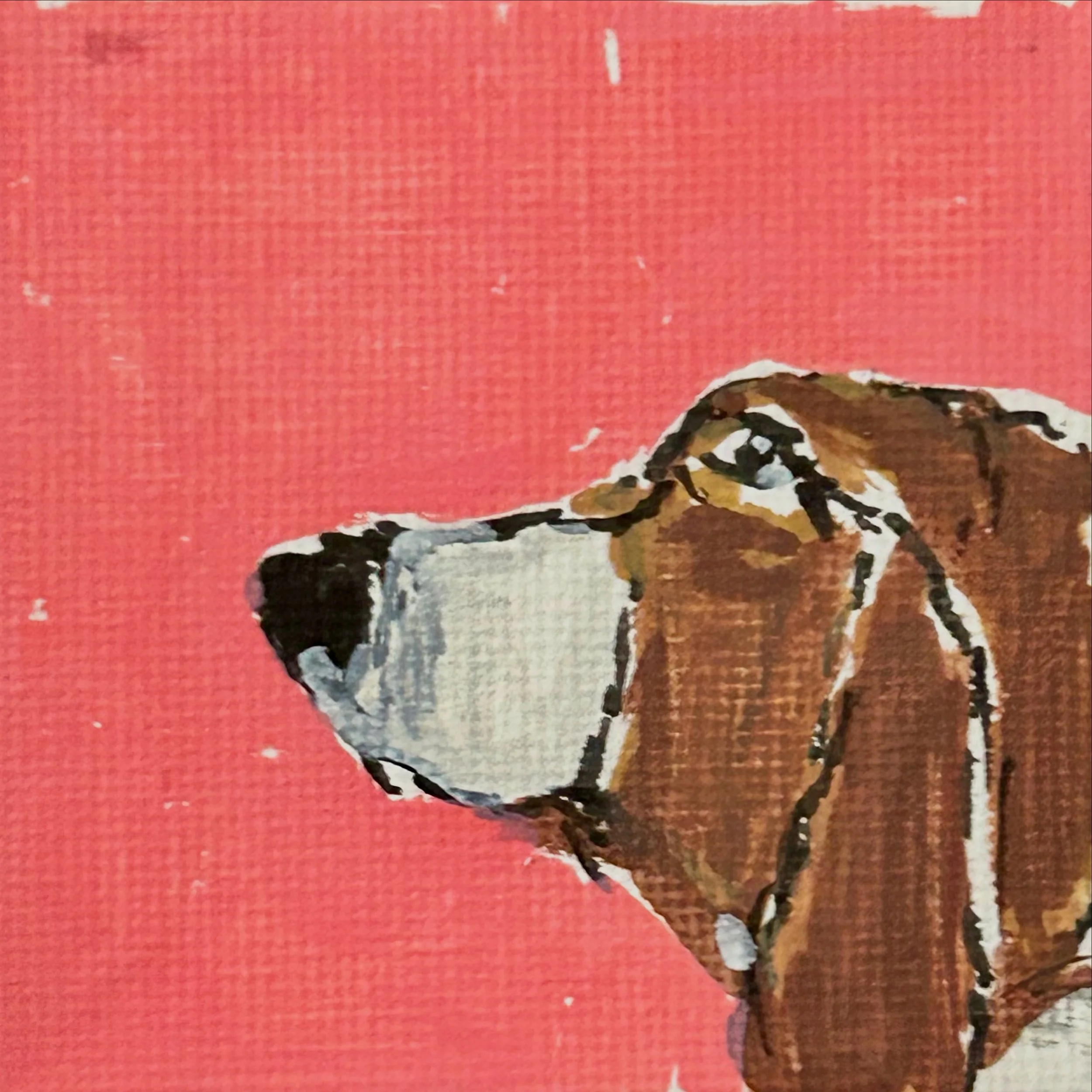 Close-up of a dog's face with a torn pink background.