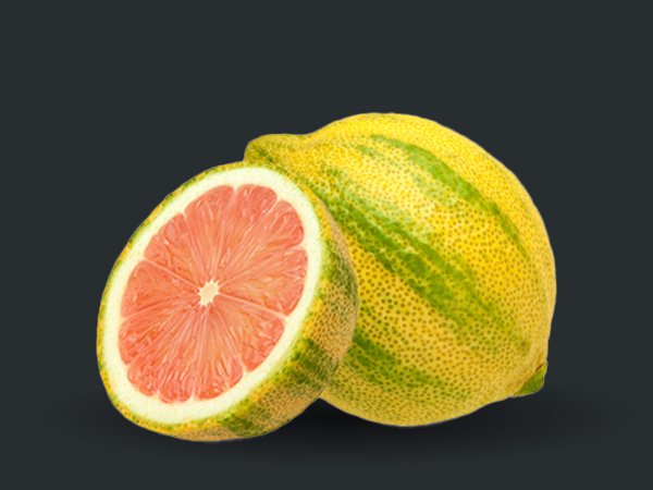 Variegated-Pink-Lemon.jpg