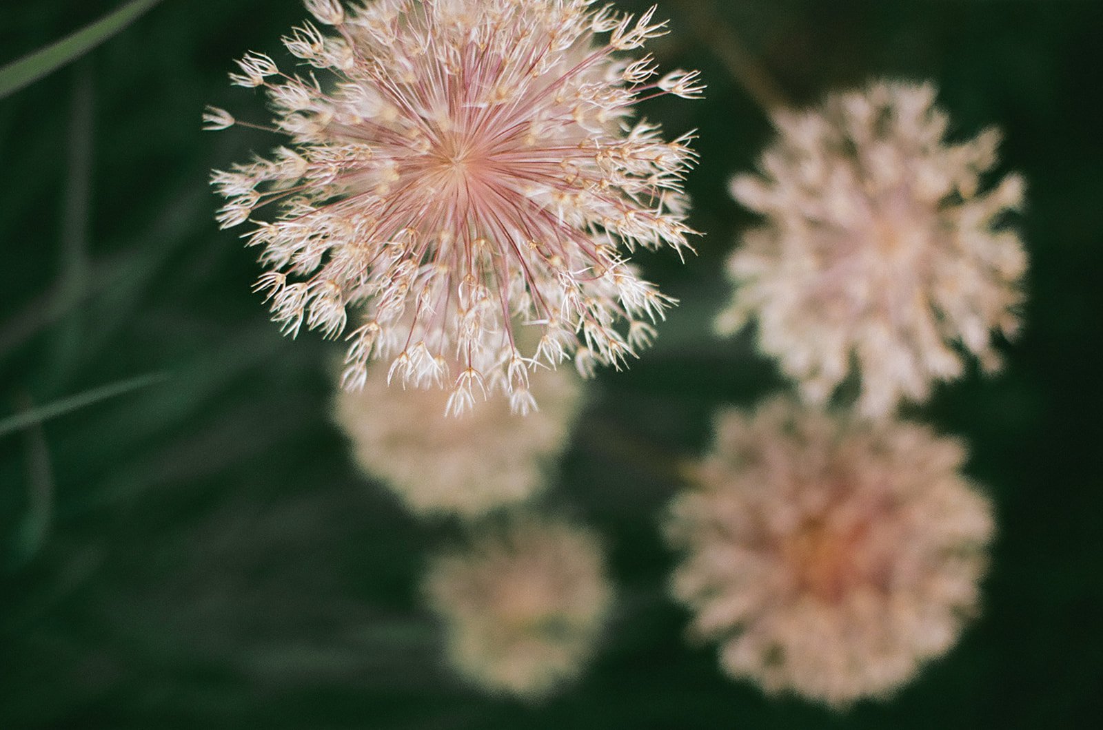 vandusen_botanical_gardens_wedding_photography14.jpg