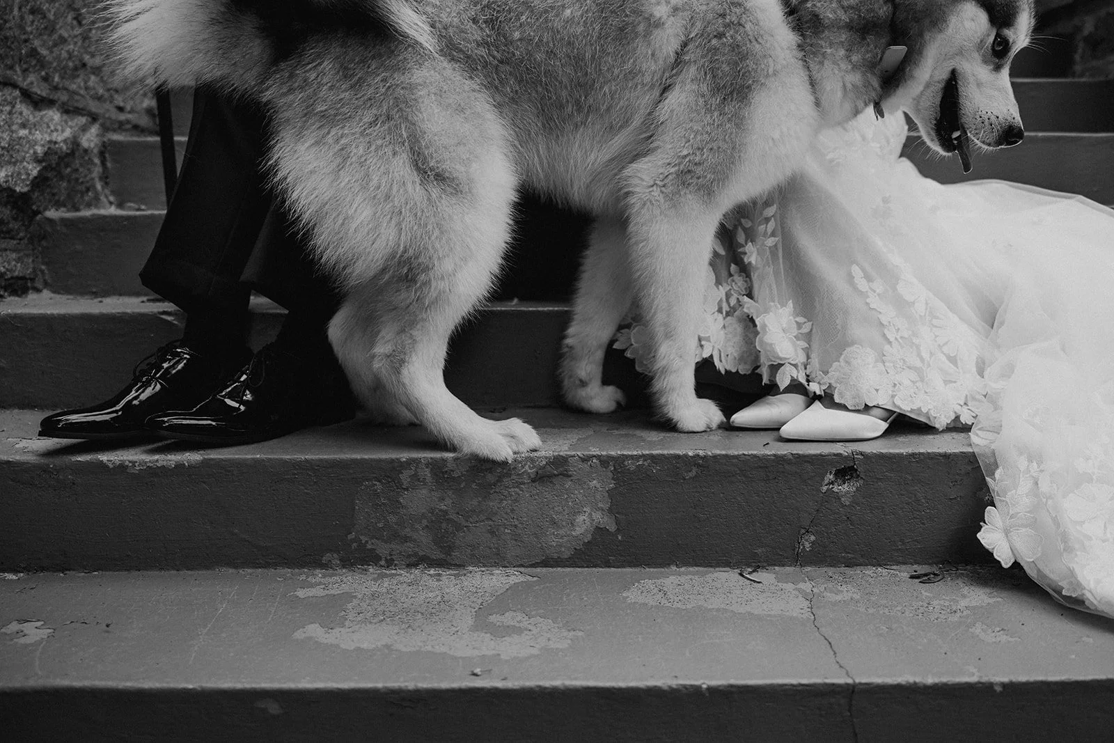 A fun portrait of a bride and groom with their dog at their Vancouver wedding at Shaughnessy Restaurant. Wedding photography by Sea to Sky Studios.