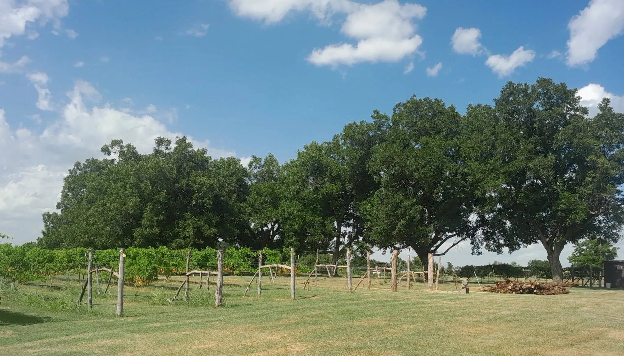 vinesandtrees.jpg
