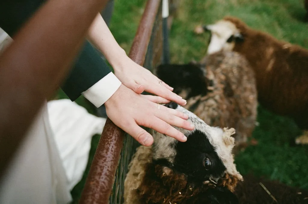 A couples rings with sheep after farm wedding in Maine