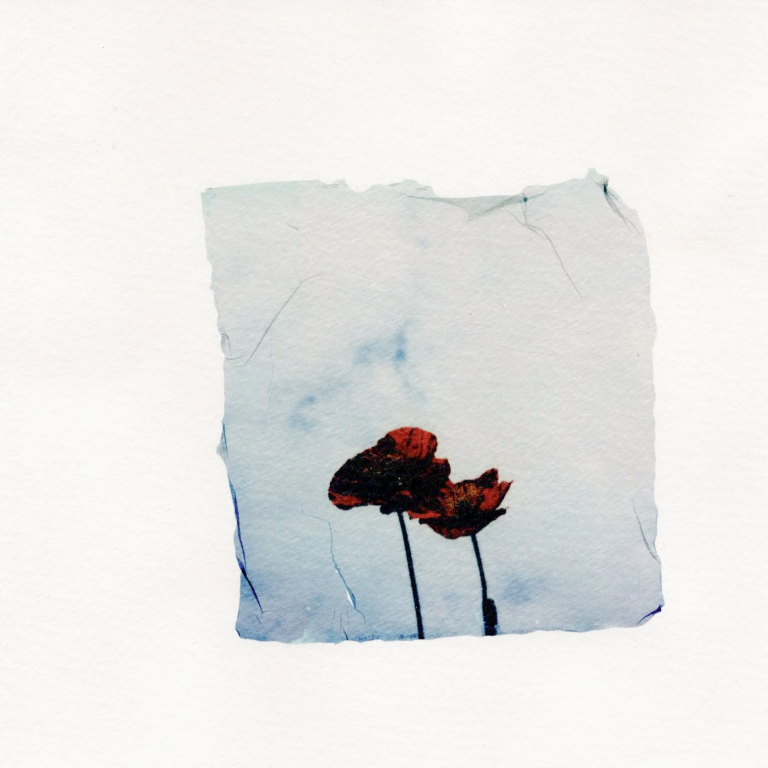 Poppies #4