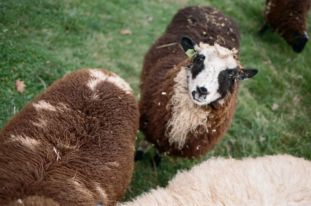 Maine wedding photographer