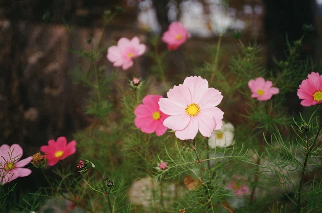 Maine wedding photographer