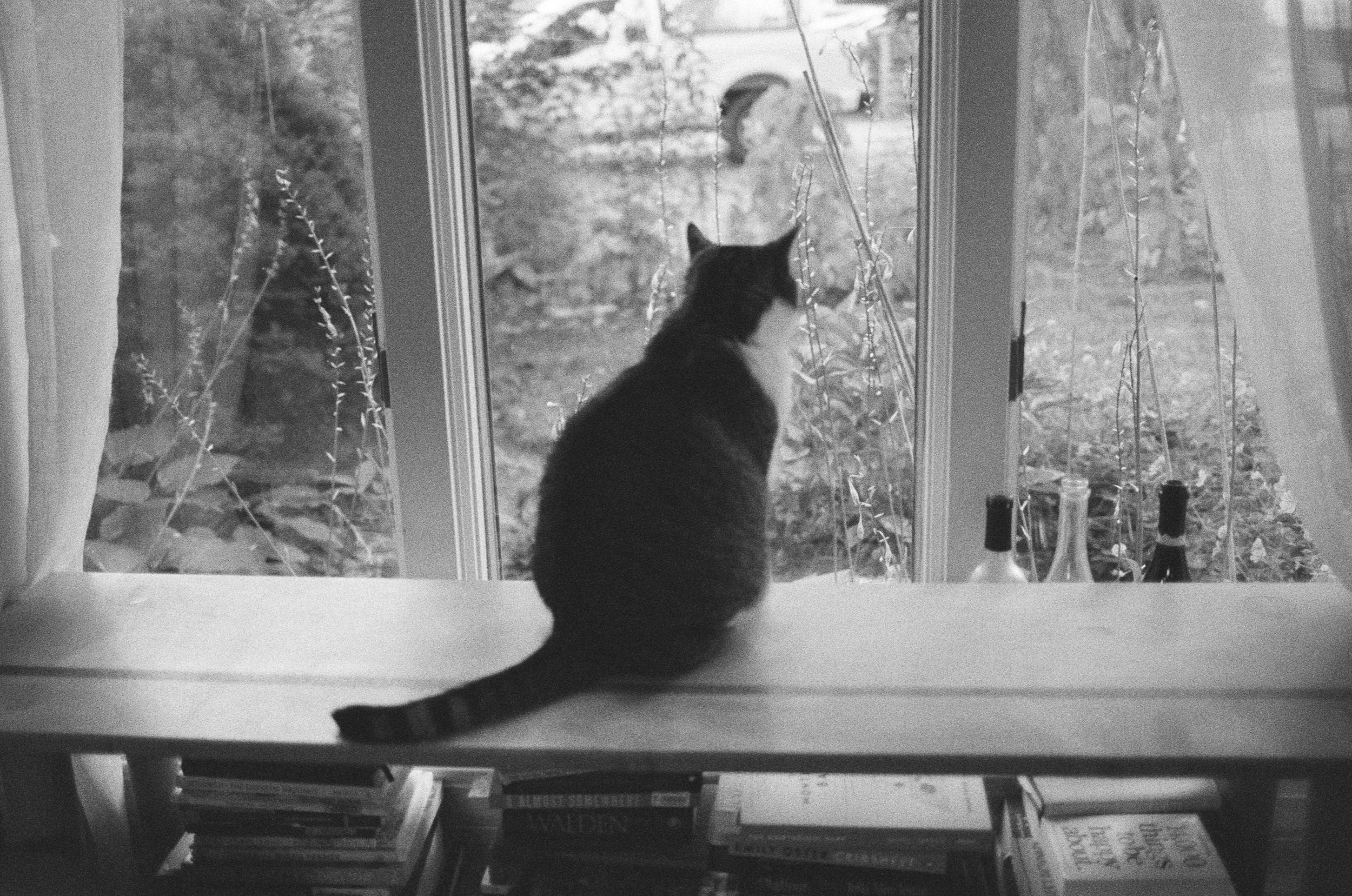 maine film family photographer