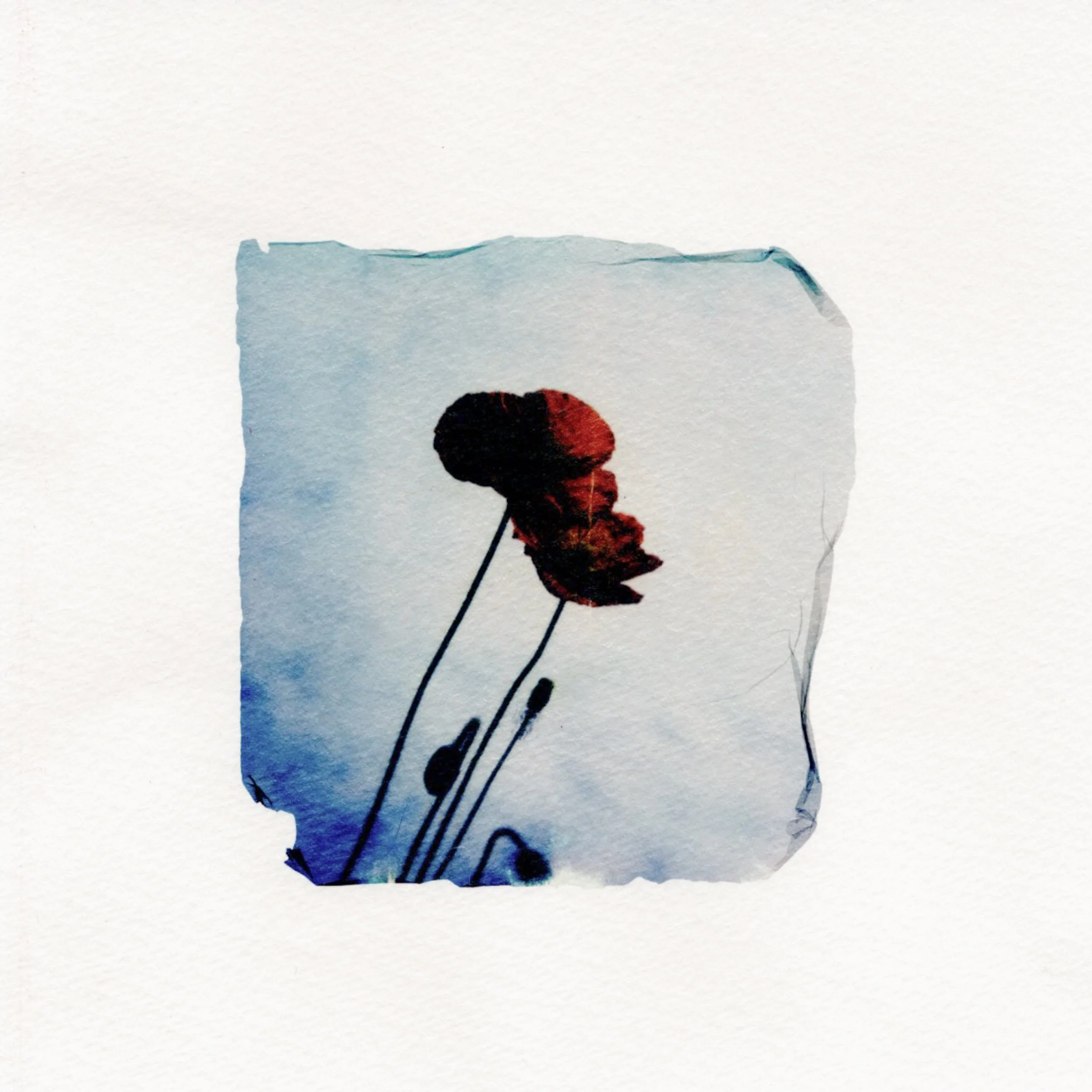 Poppies #3