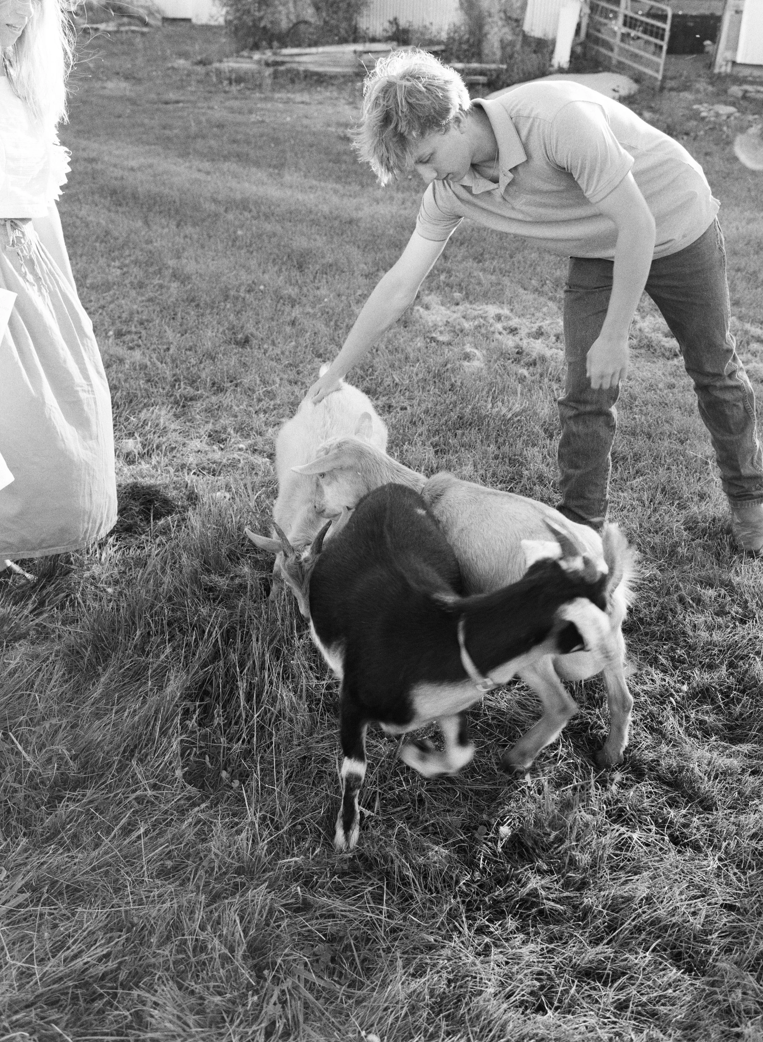 candid of a teenage boy herding goats during documentary family session in central rural maine