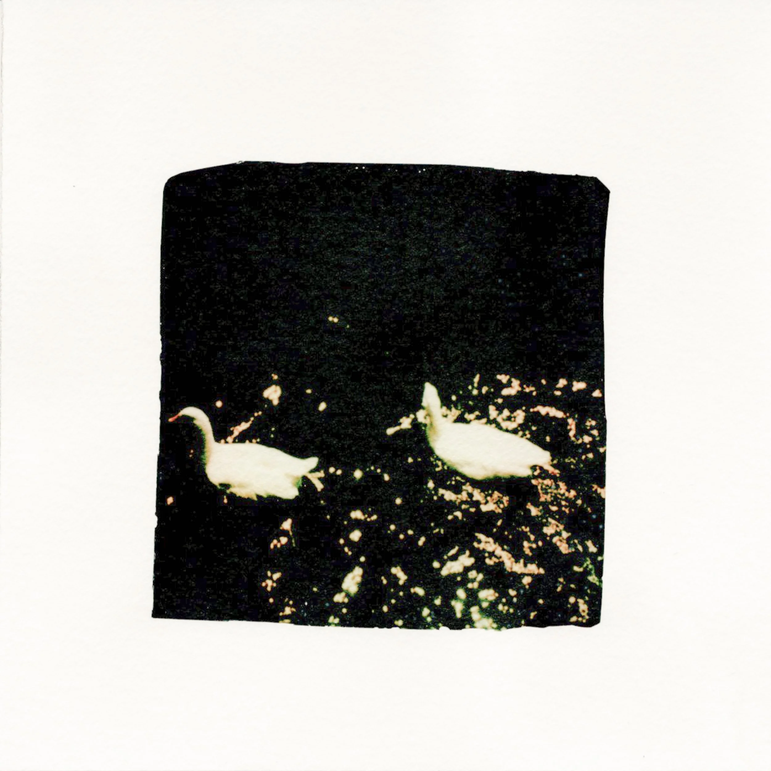 Peaks Island swans
