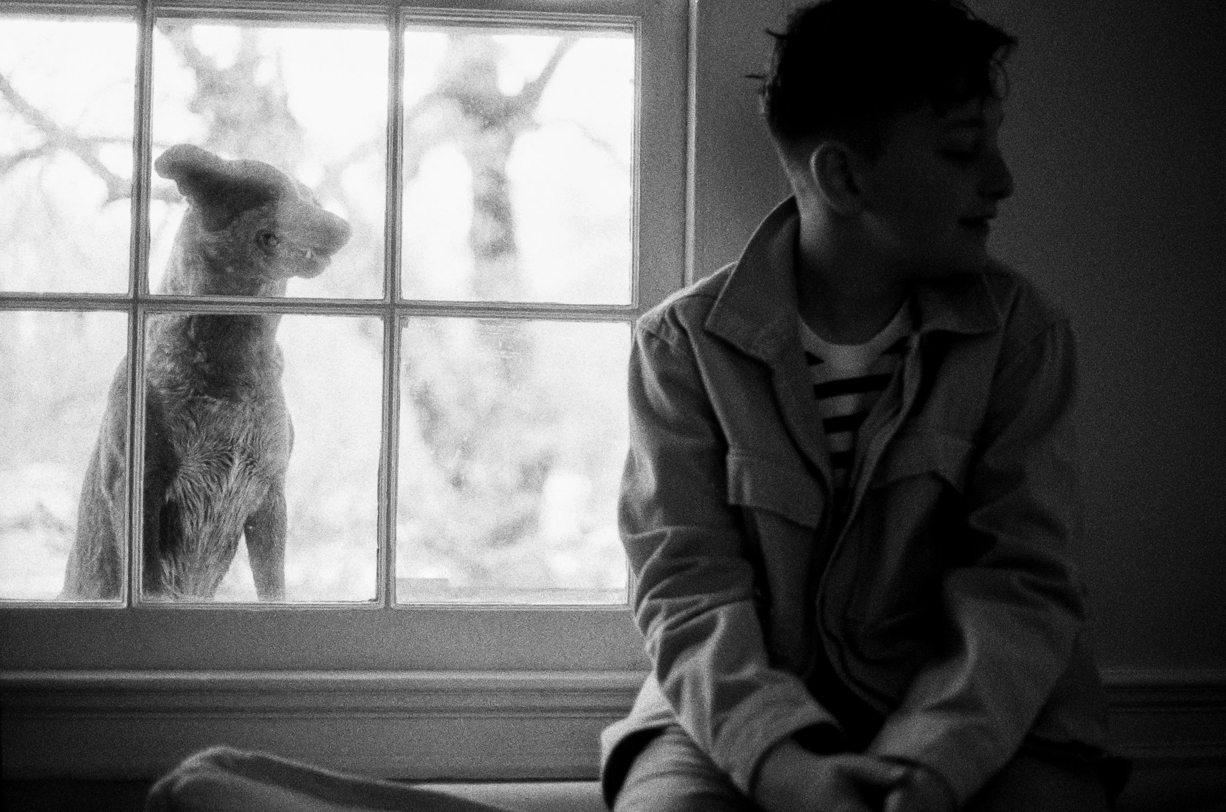A boy and dog, outside the window, are staring in the same direction during this family film photography session in new england