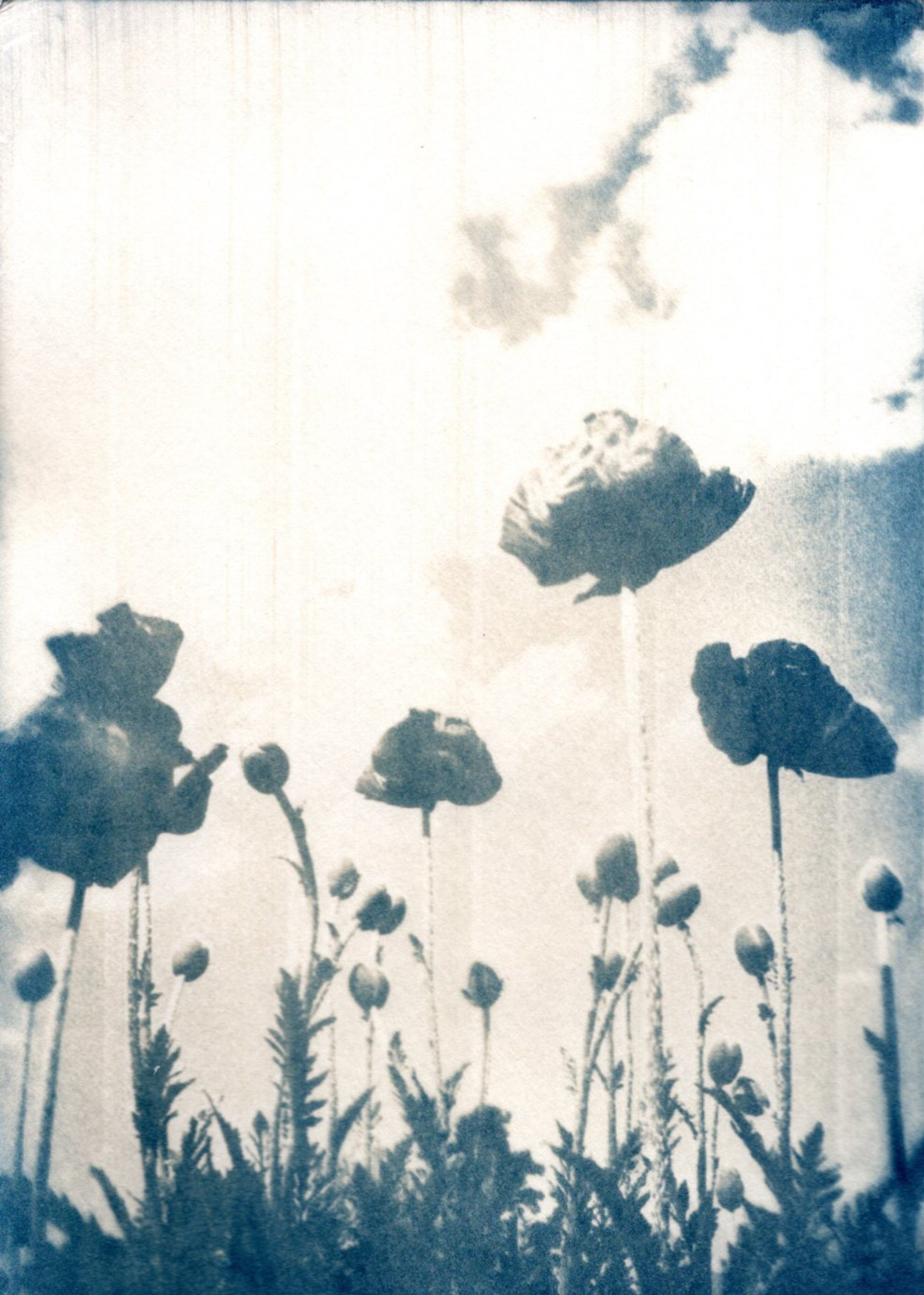 Poppy cyanotype