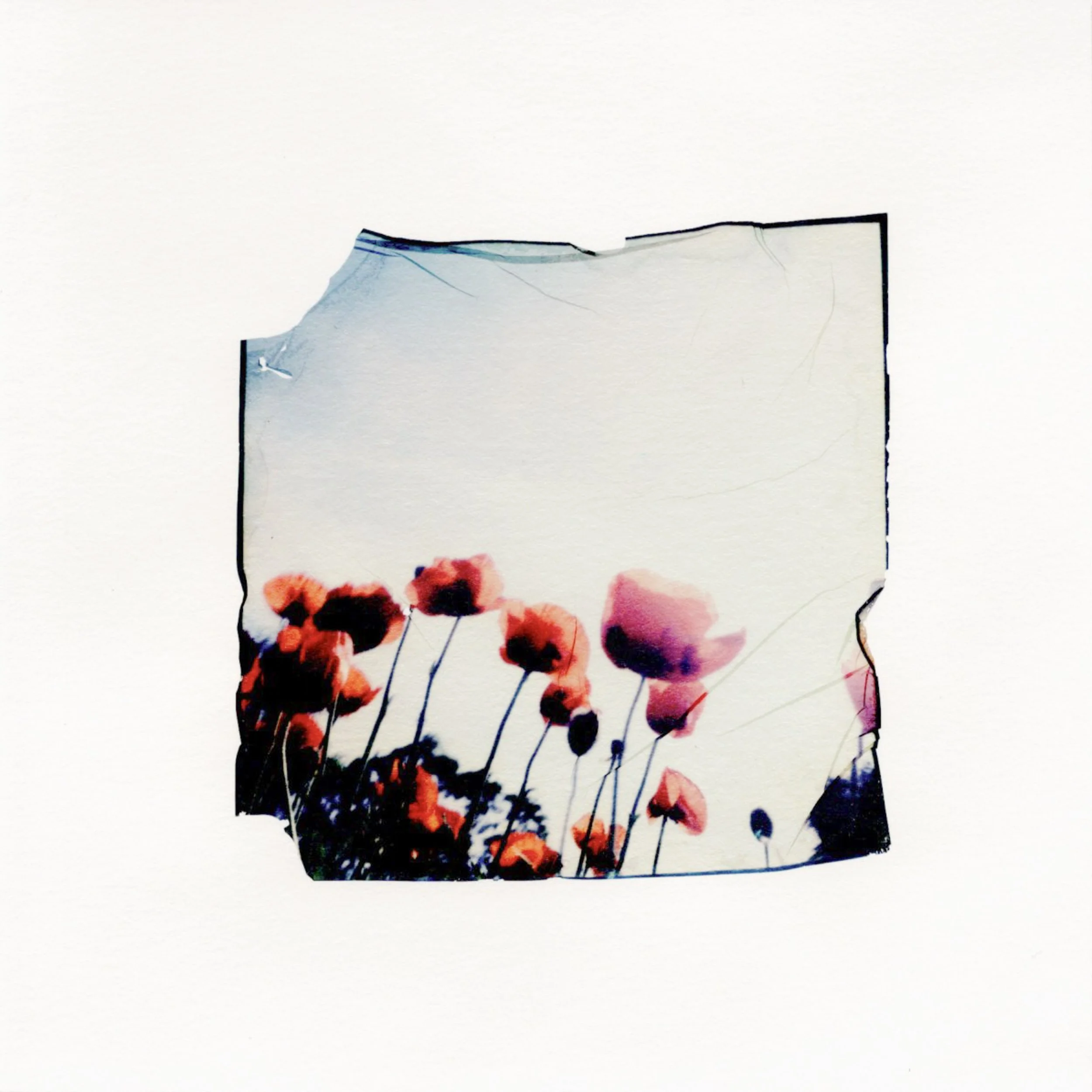 Poppies #6