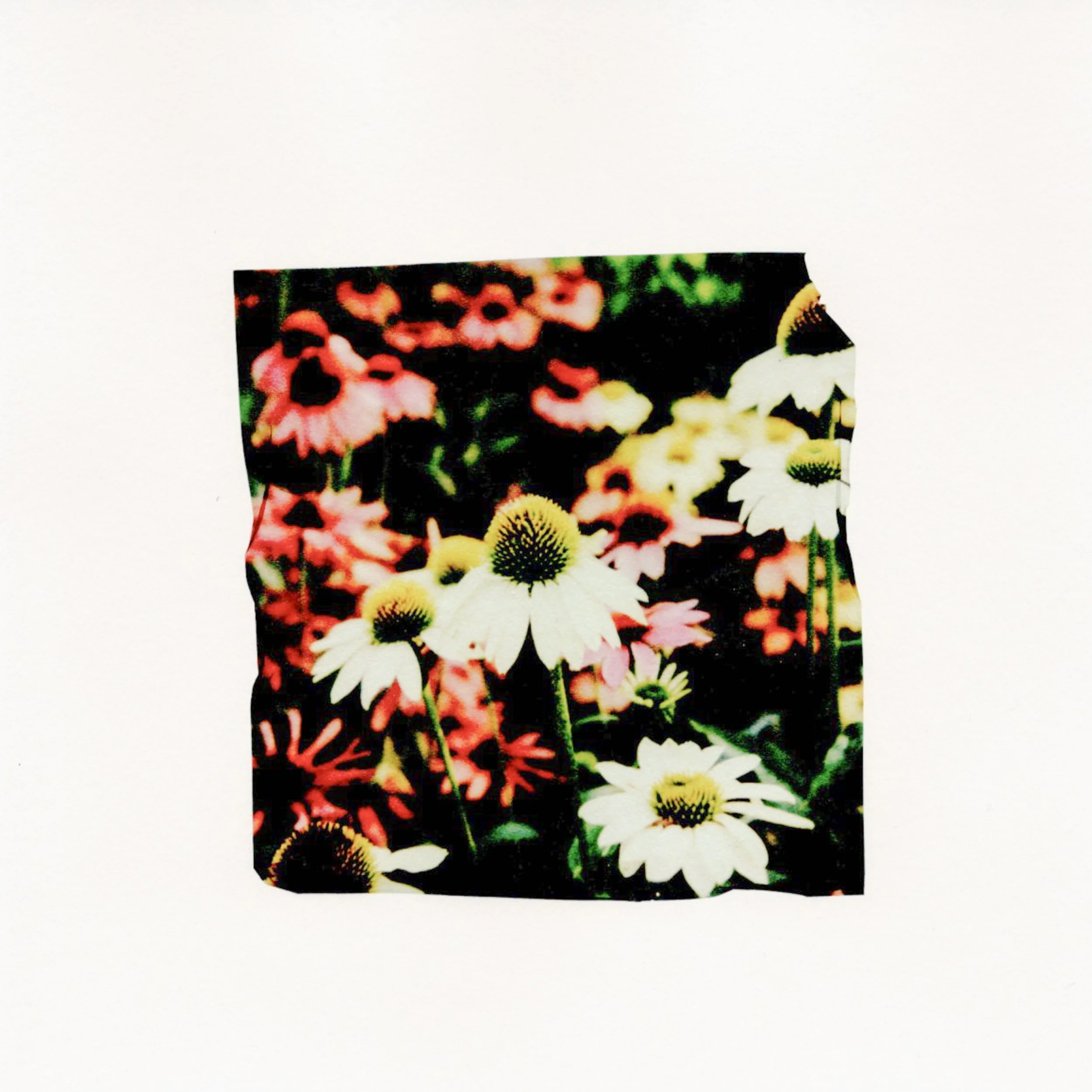 Coneflowers #2