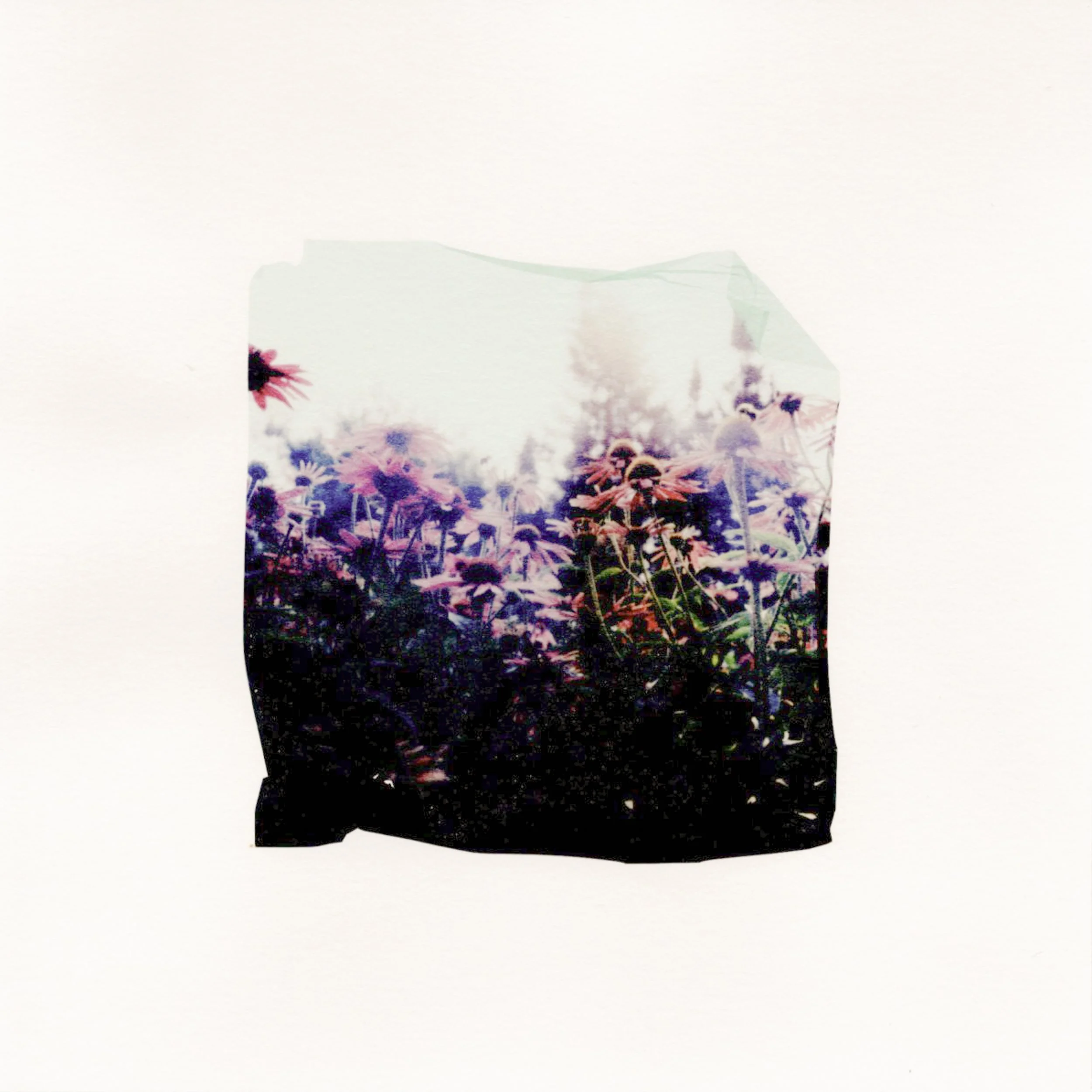 Dreamy flower garden