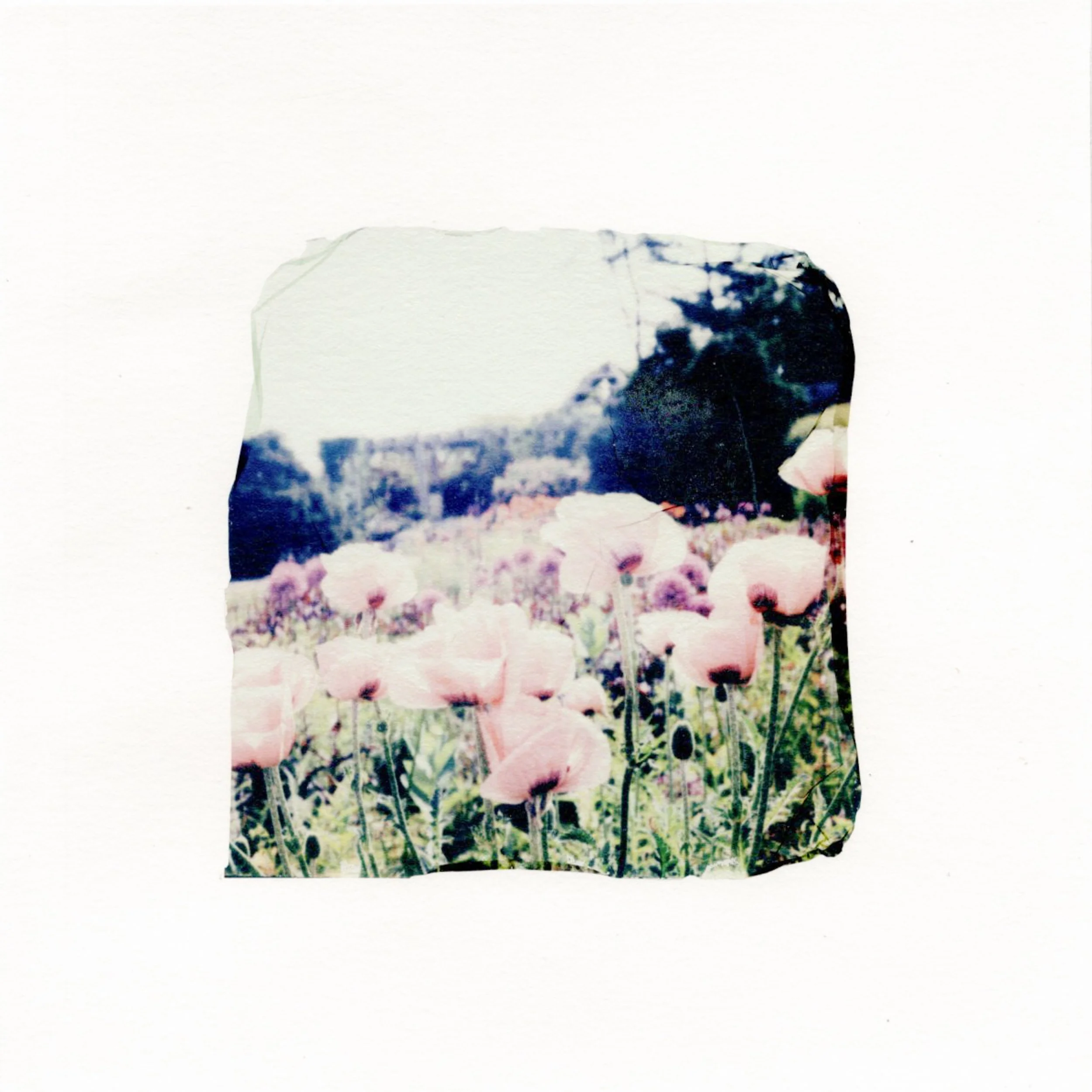 Flower field