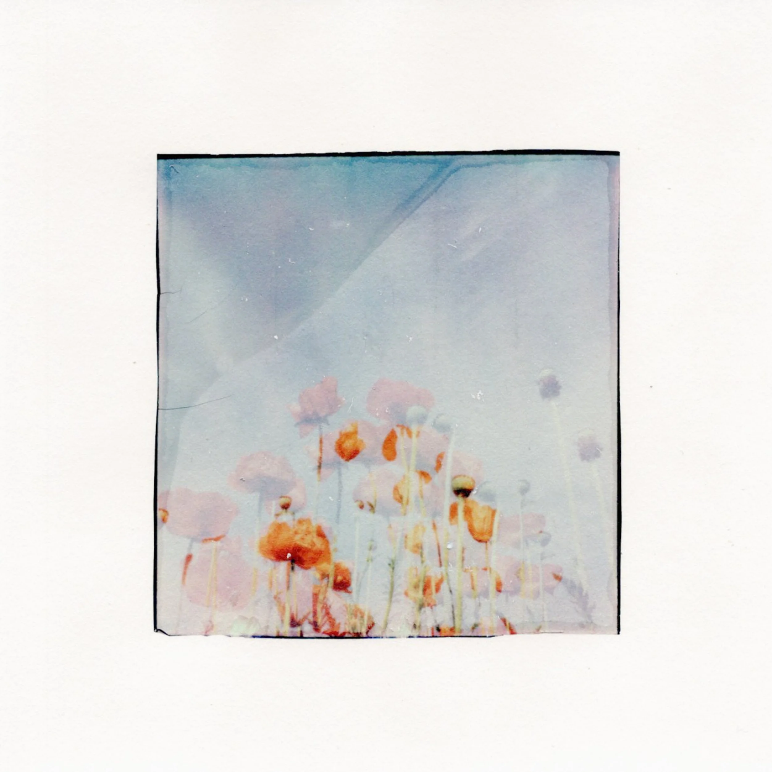 Poppies #2
