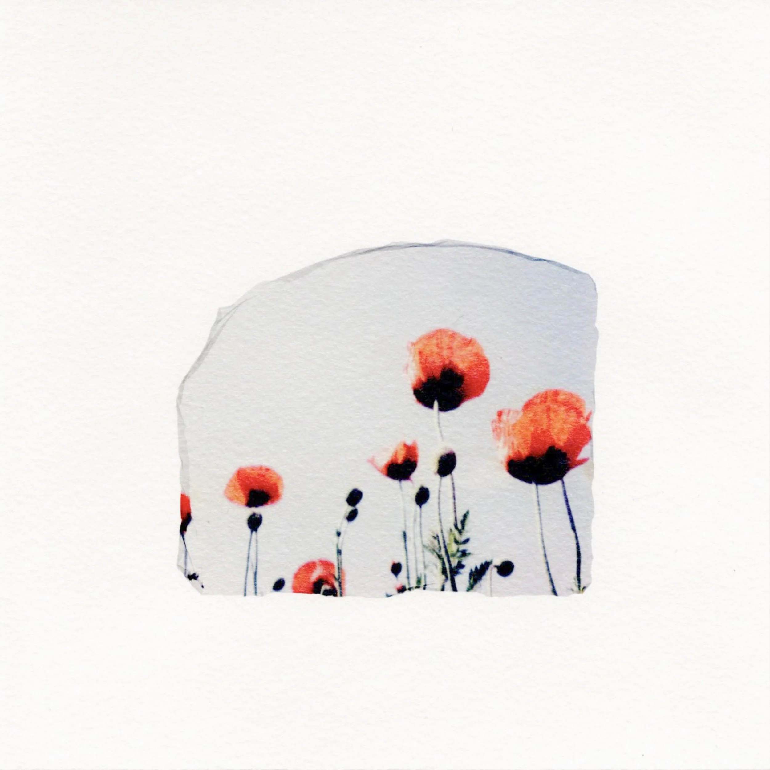 Poppies #9