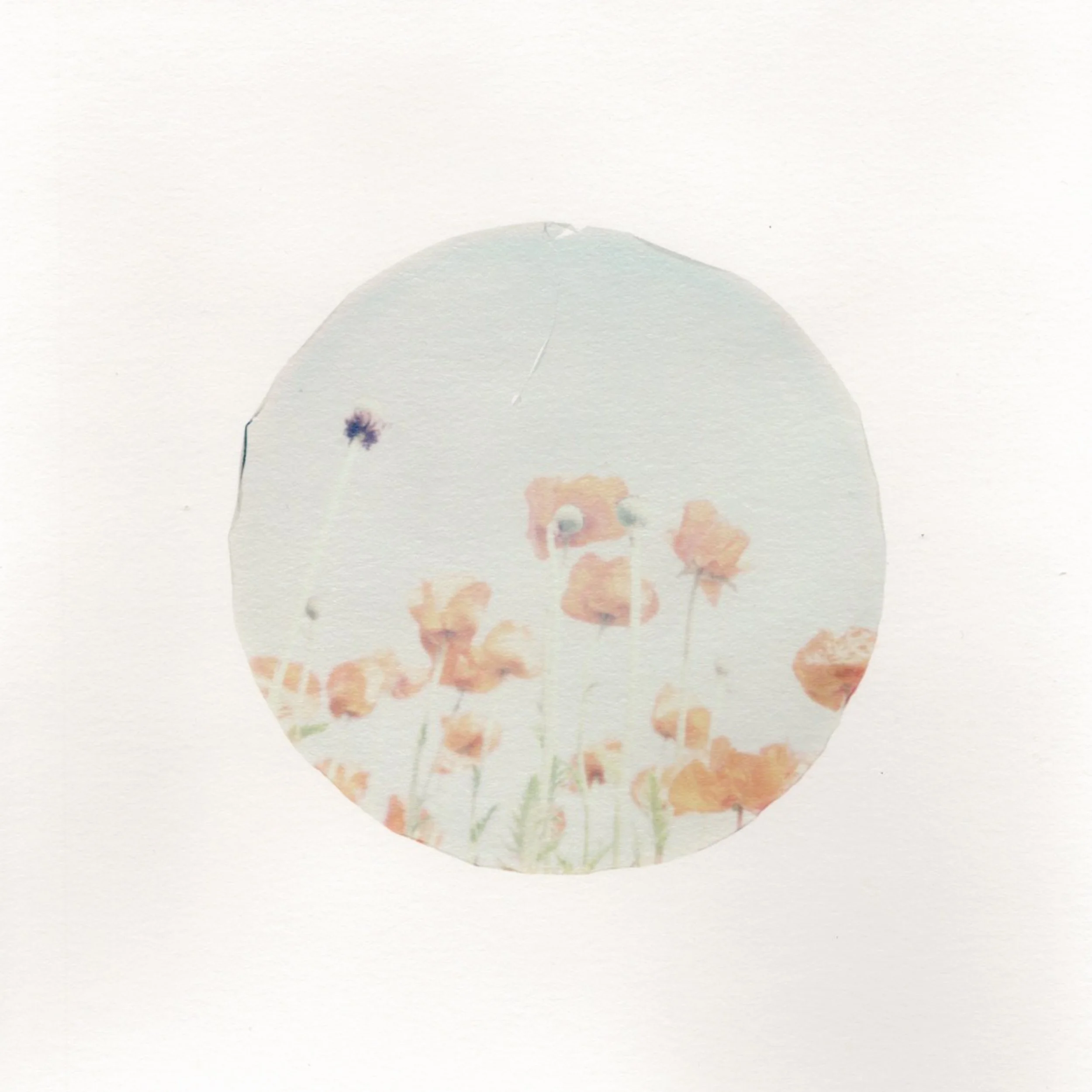 Poppies #1