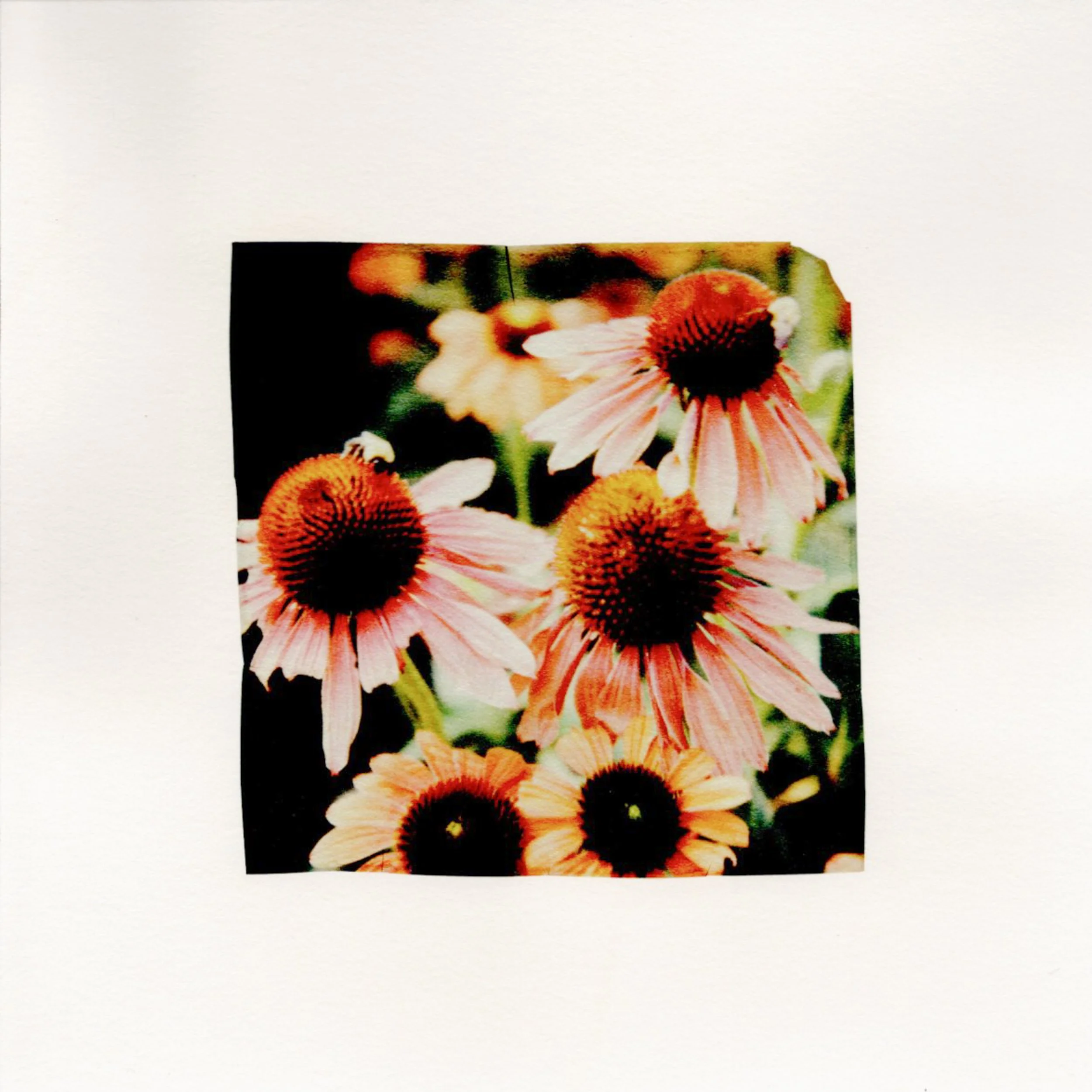 Coneflower bees