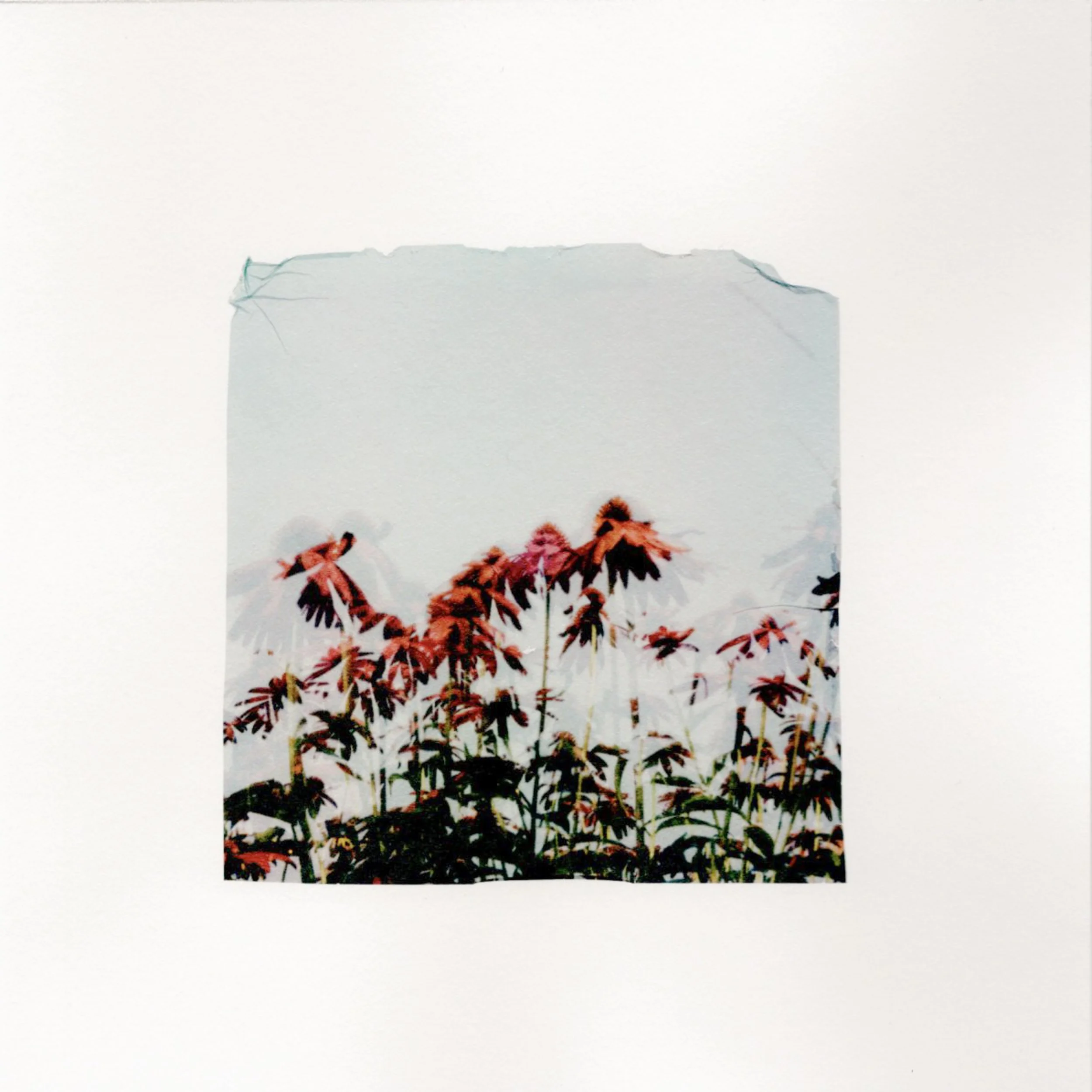 Coneflowers #3