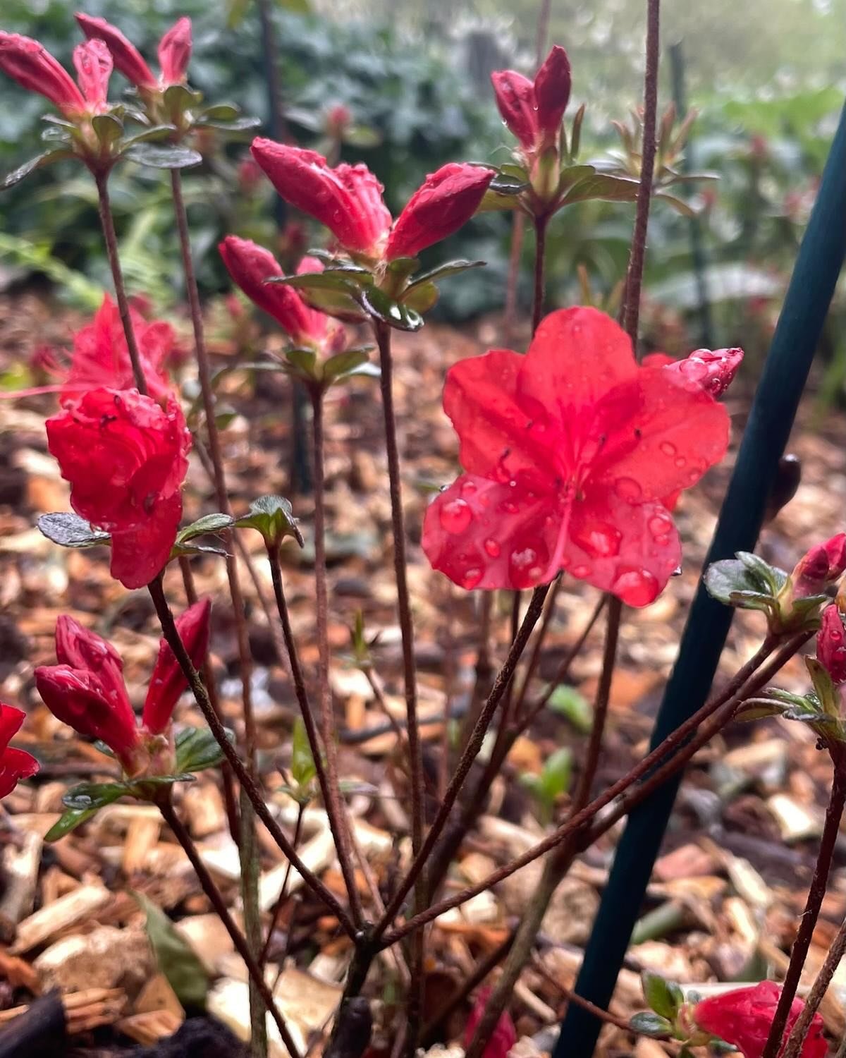 Mother Nature doing her good work in #bloomsburysquare! This past week&rsquo;s rain has helped our newly planted azaleas, alliums and other bulbs spring into life! #easter #london #gardening #spring #azaleas #allium