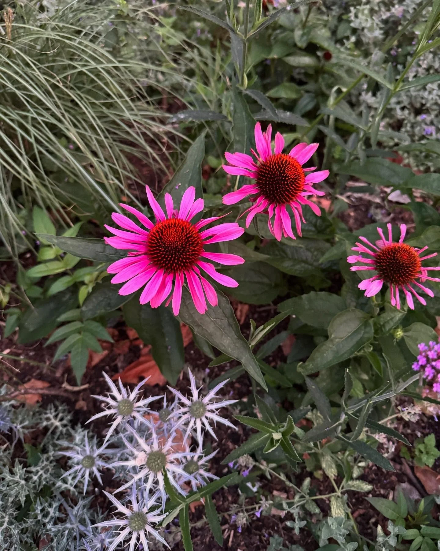 Echinaceas popping in the #twilight last night! #nofilter. Put #volunteers rely entirely on donations to buy the plants that everyone enjoys in #BloomsburySquare Gardens - please consider supporting us with any amount you can give by donating to our 