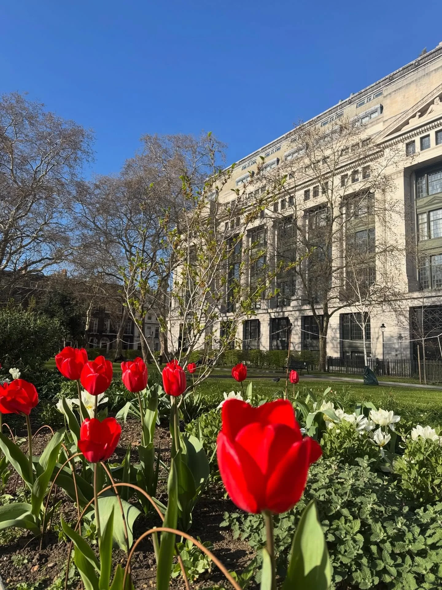 Bloomsbury Square today after planting 3000 bulbs and hundreds of plants over the past two years to transform the gardens into a beautiful and safe green space for nature and people. The last picture shows how the garden looked exactly one year ago t