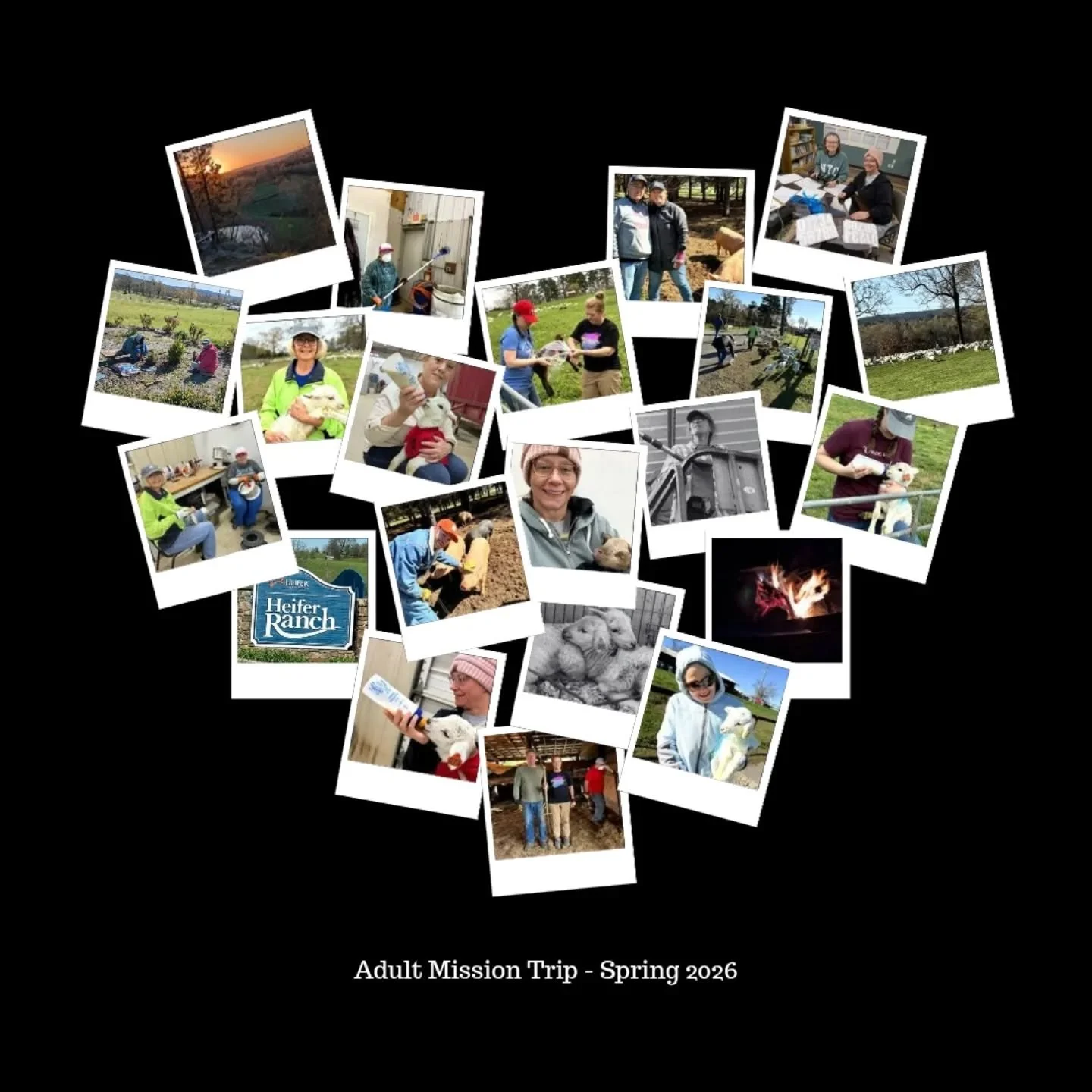 The participants have been working hard on the mission trip at Heifer Ranch!  From sheep herding to painting various items to sprucing up a building to putting raincoats on newborn lambs to pig wrangling and more, we've accomplished a lot.  One of th