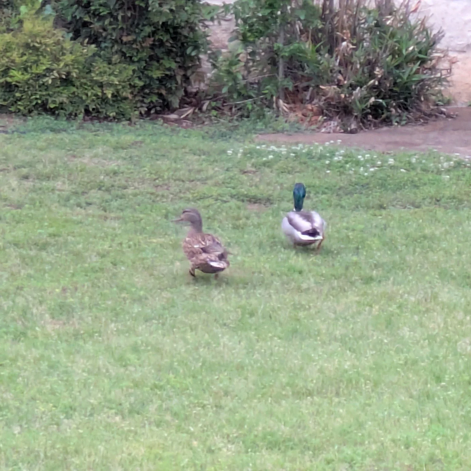 Check out these cute visitors we had this morning.  I guess even the birds heard we had an awesome Youth Sunday, and they were coming to check it out!  #findjoy #findjoyinthelittlethings