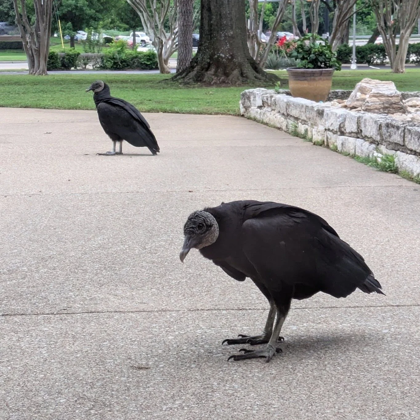 Move over ducks and chicks, there are new birds in town.  These two vultures have decided to call our church grounds home.  They have been seen peeking in windows, enjoying a sunny day on the playground, and keeping a watchful eye from a perch above.