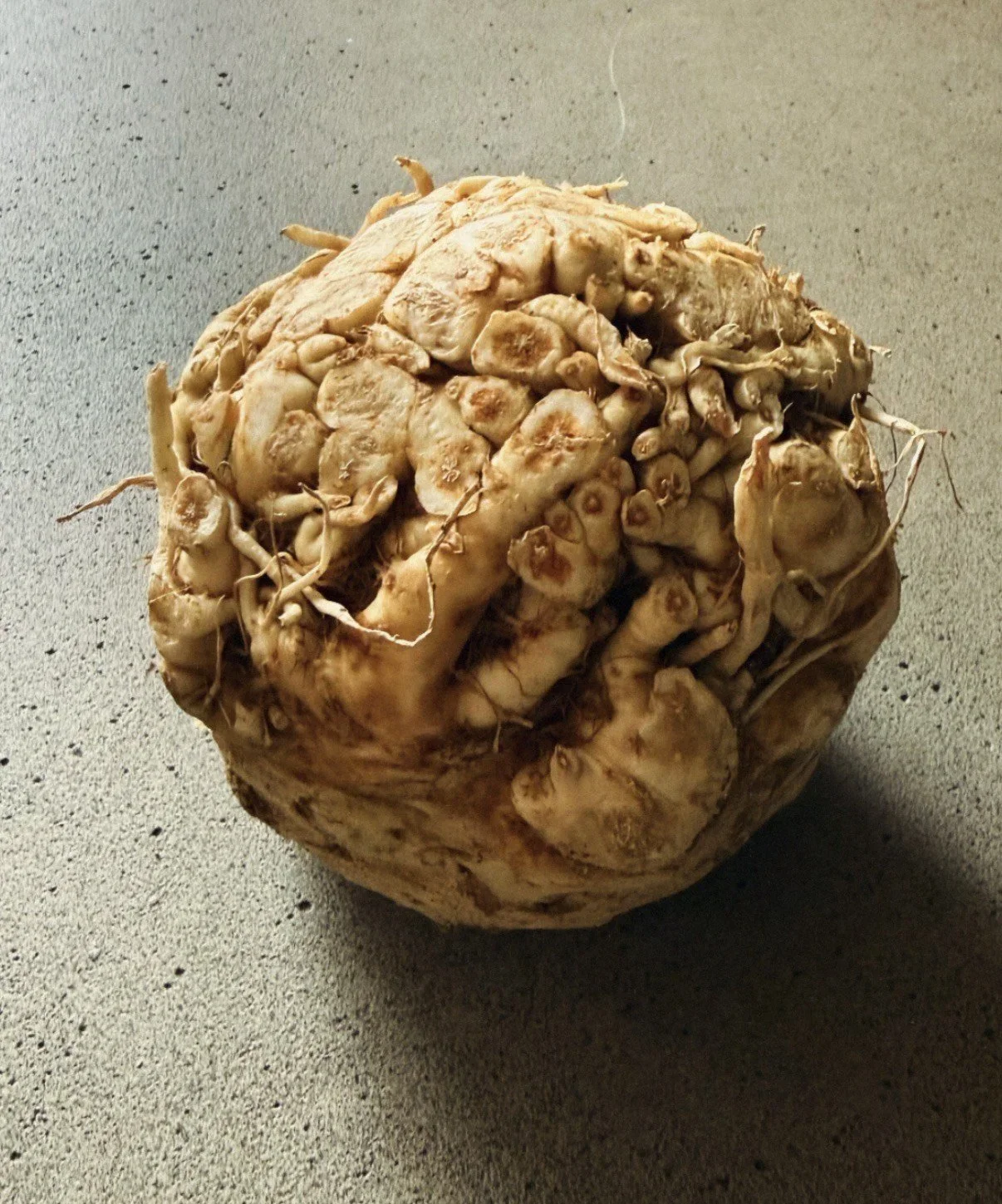 Issue No. 48: Celeriac