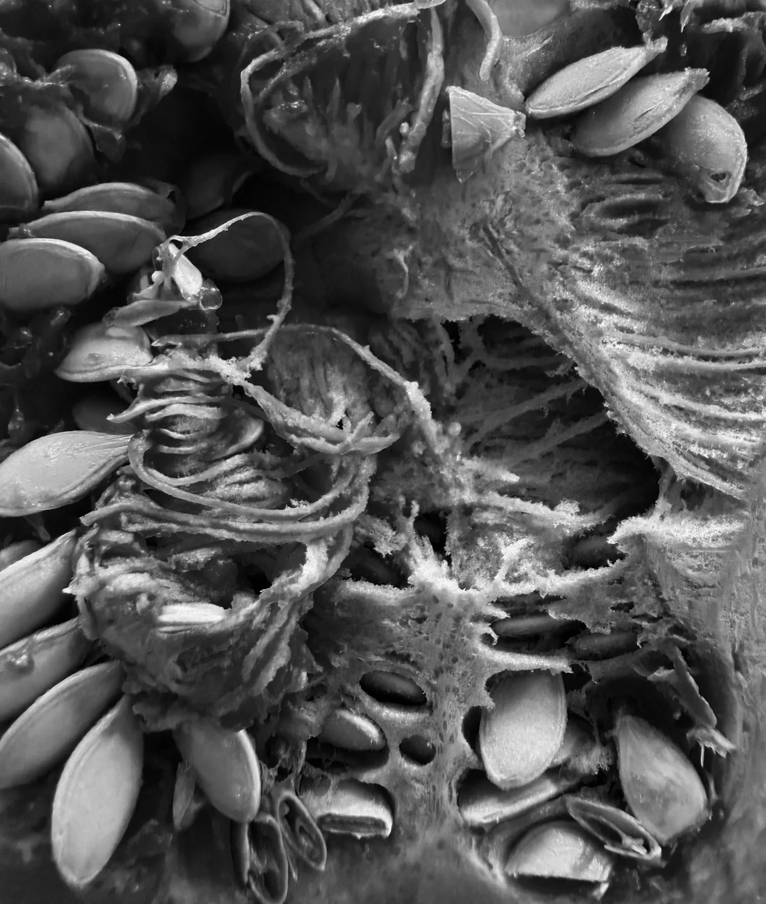 Issue No. 33: Pumpkin Spice