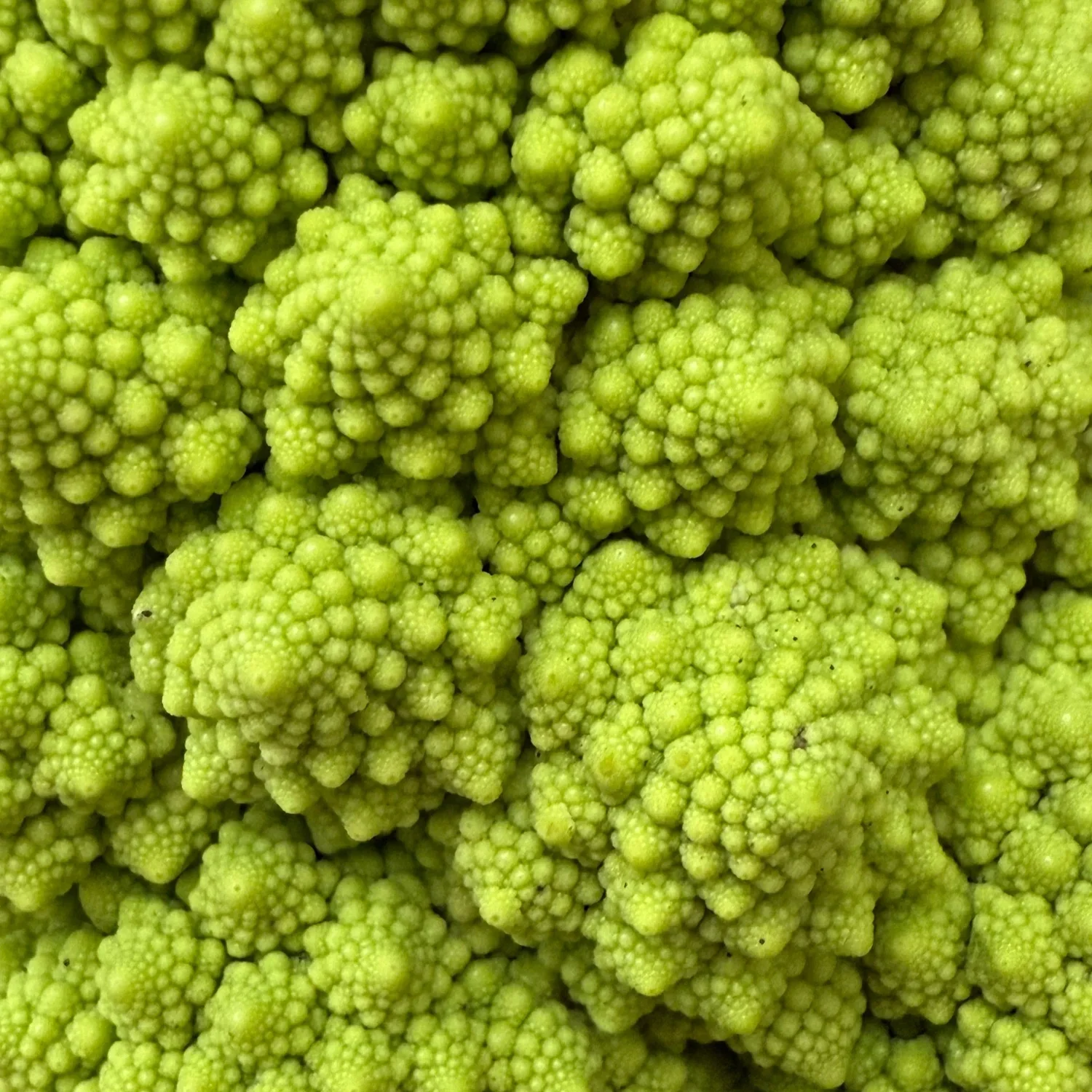 Issue No. 47: Florets