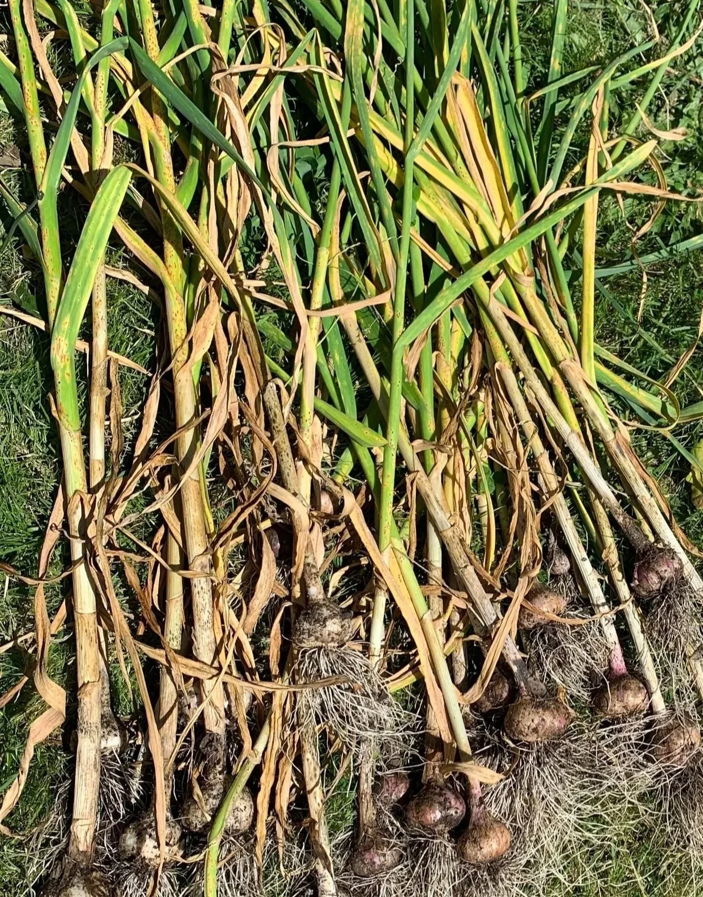 Issue No. 51: Garlic