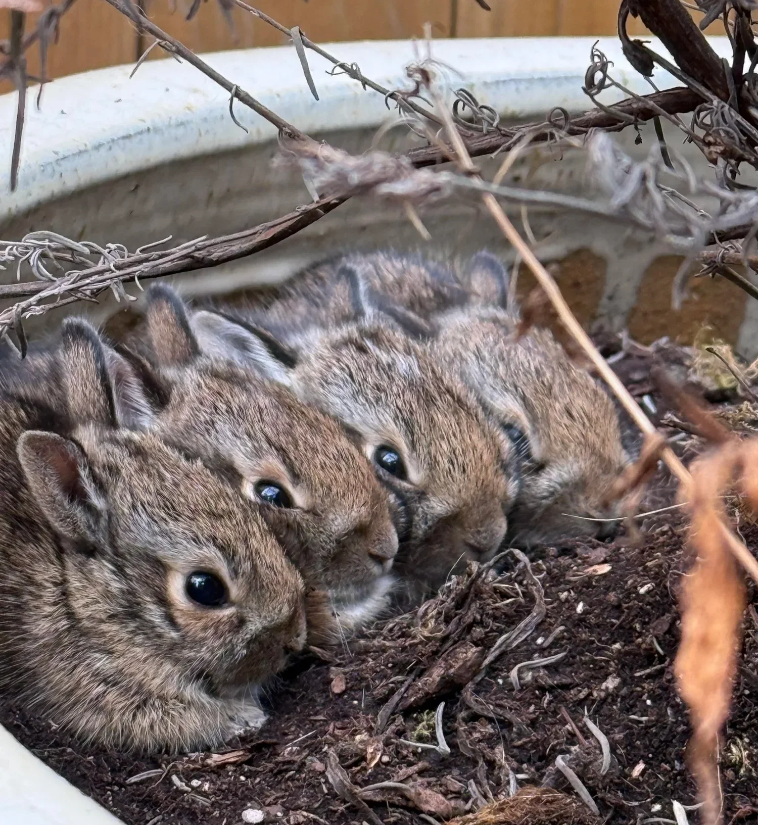 Issue No. 32: Substitutions