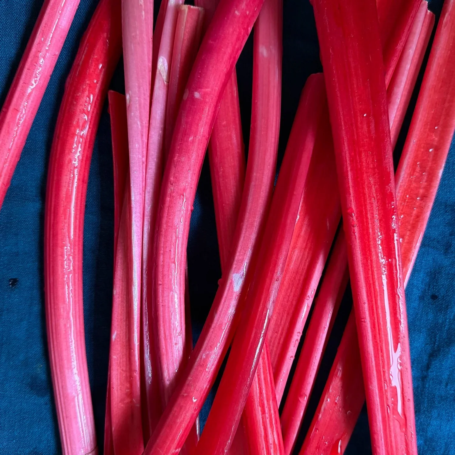 Issue No. 13: Rhubarb