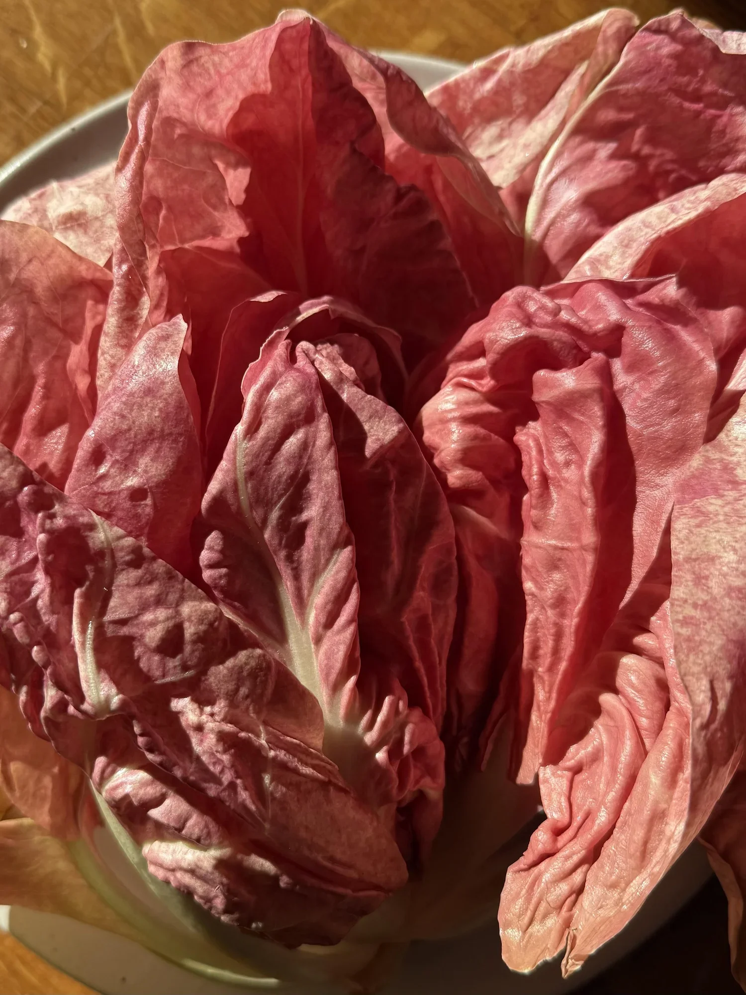 Issue No. 37: Chicories