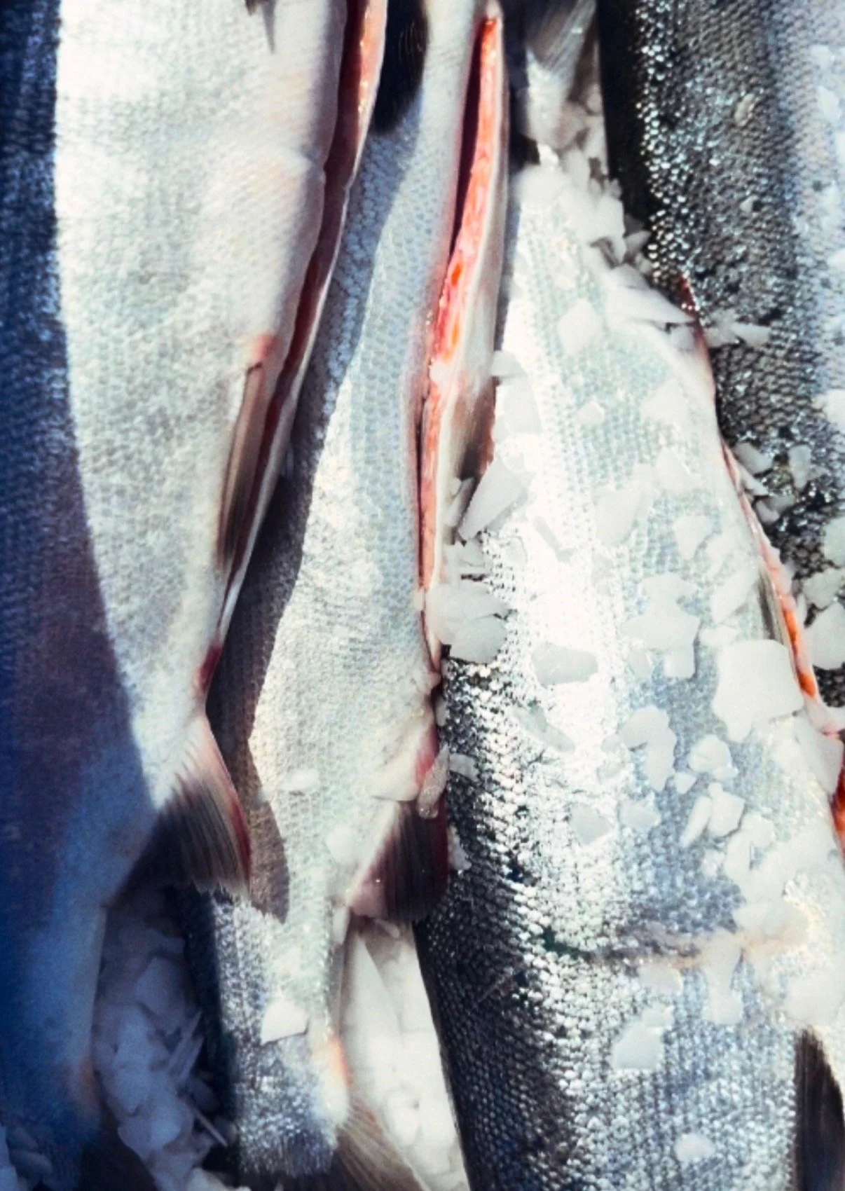 Salmon Basics