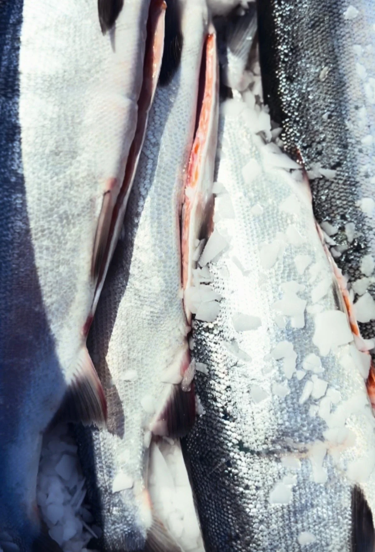 Issue No. 65: Salmon Basics