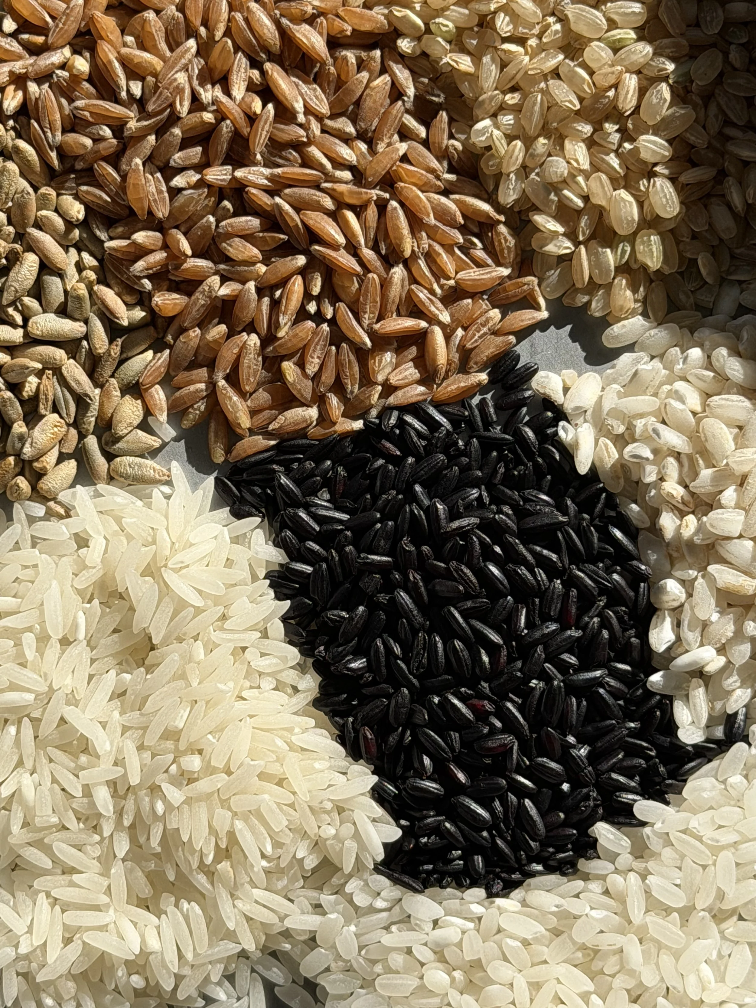 Rice