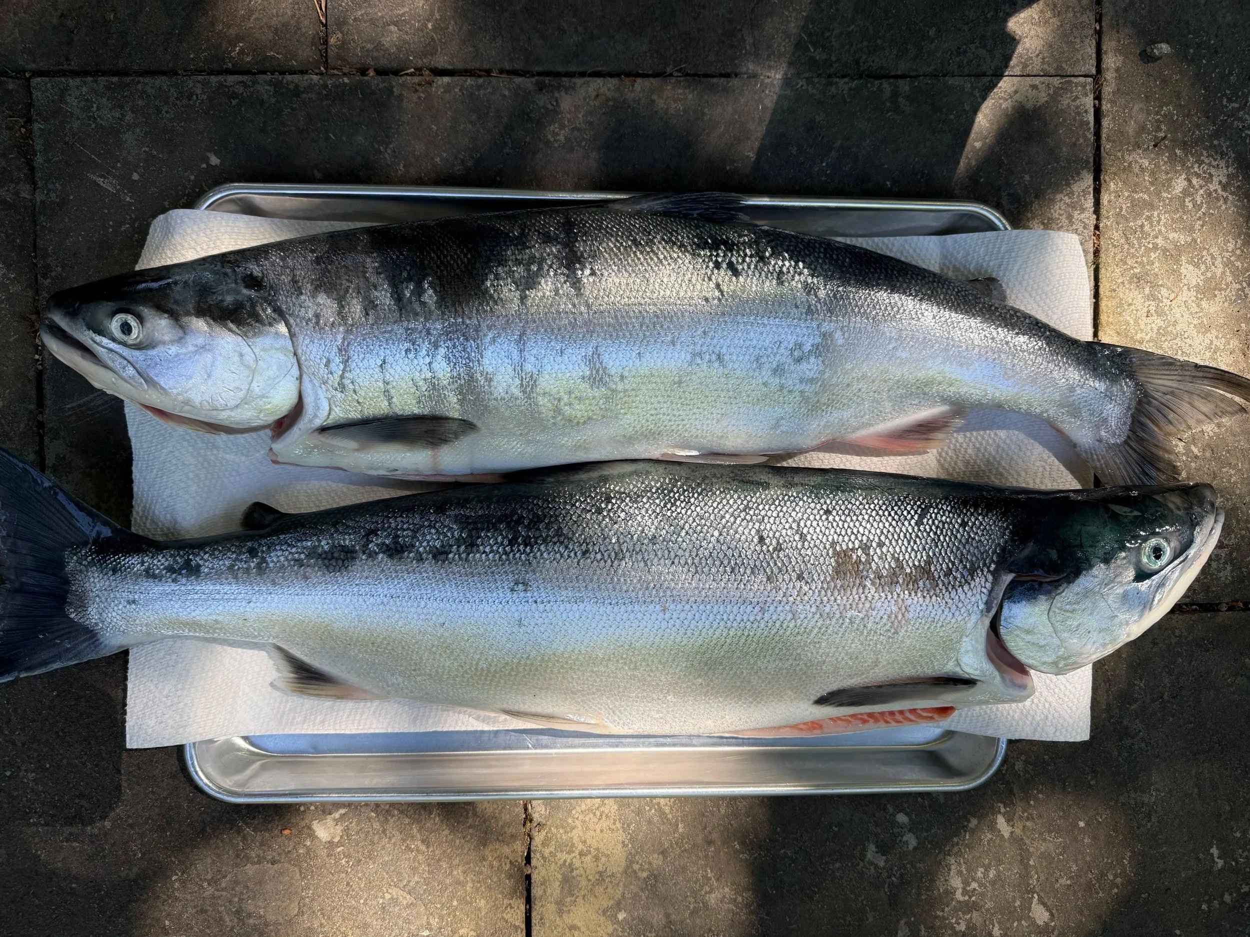 6 Recipes for Salmon Season