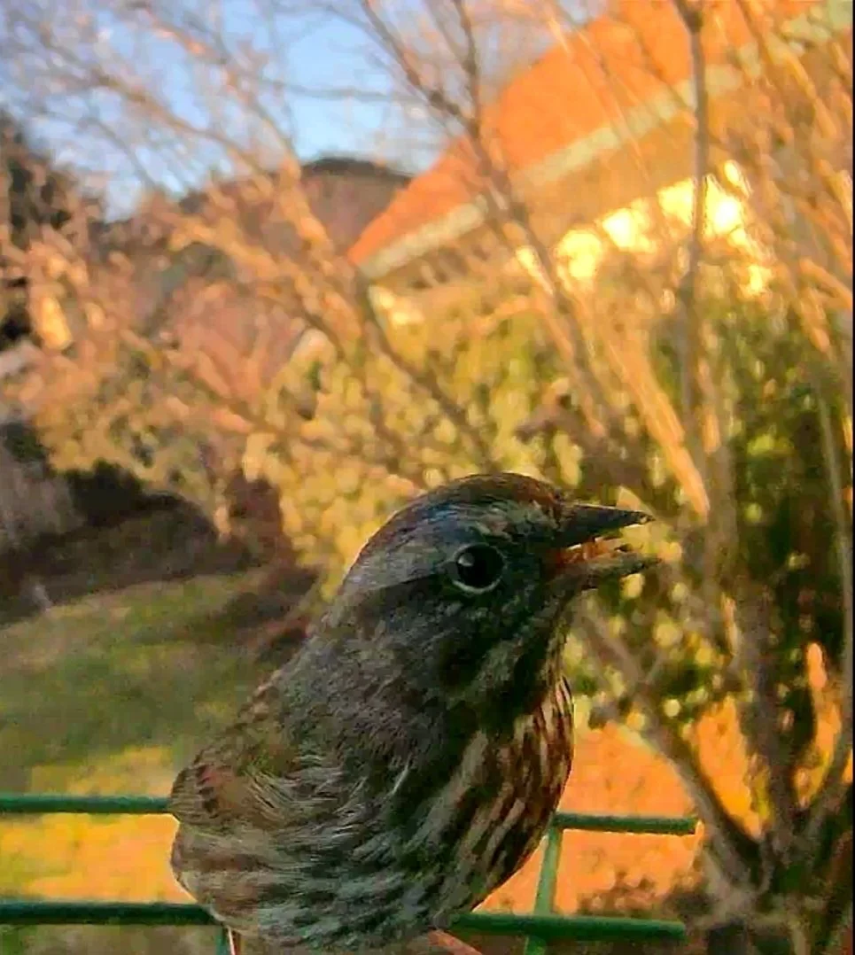 Song Sparrow