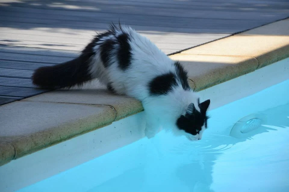 Pool Safety for Pets: Important Things to Know