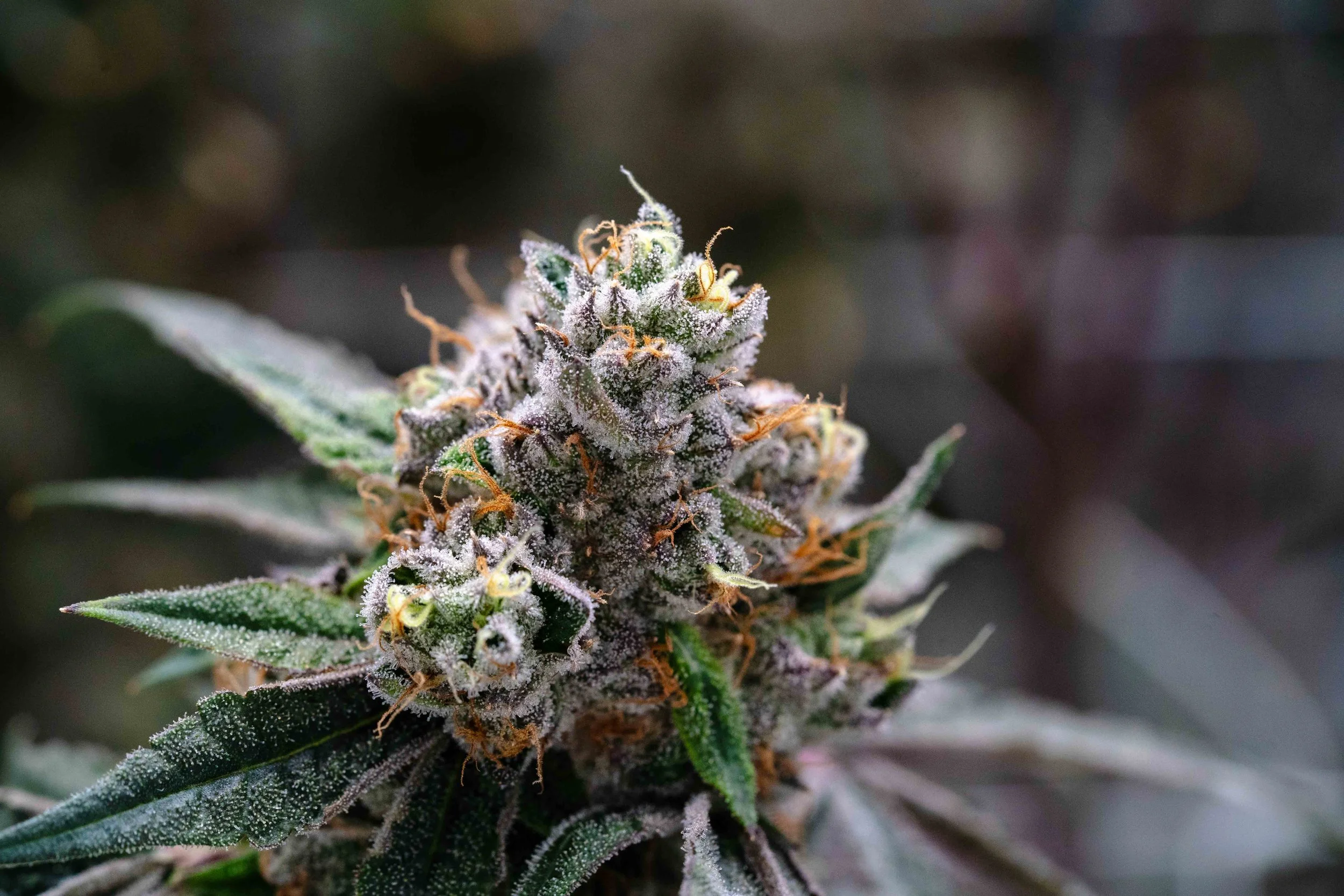 Gelato 33_gallery-9.jpg